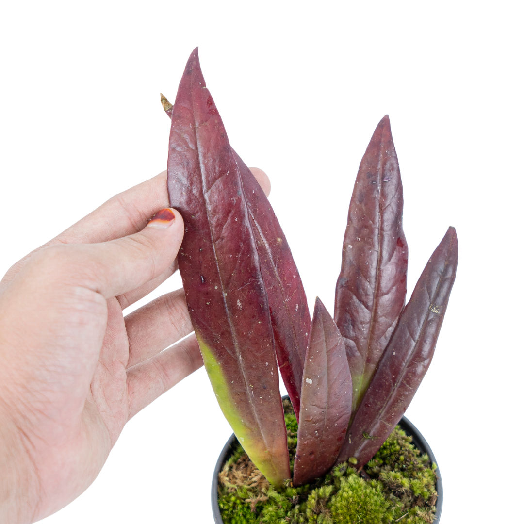 Hoya Sulawesiana Red - Image 4