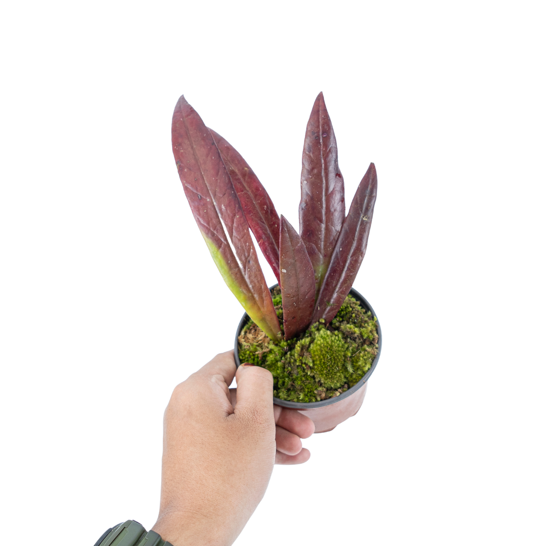 Hoya Sulawesiana Red - Image 6