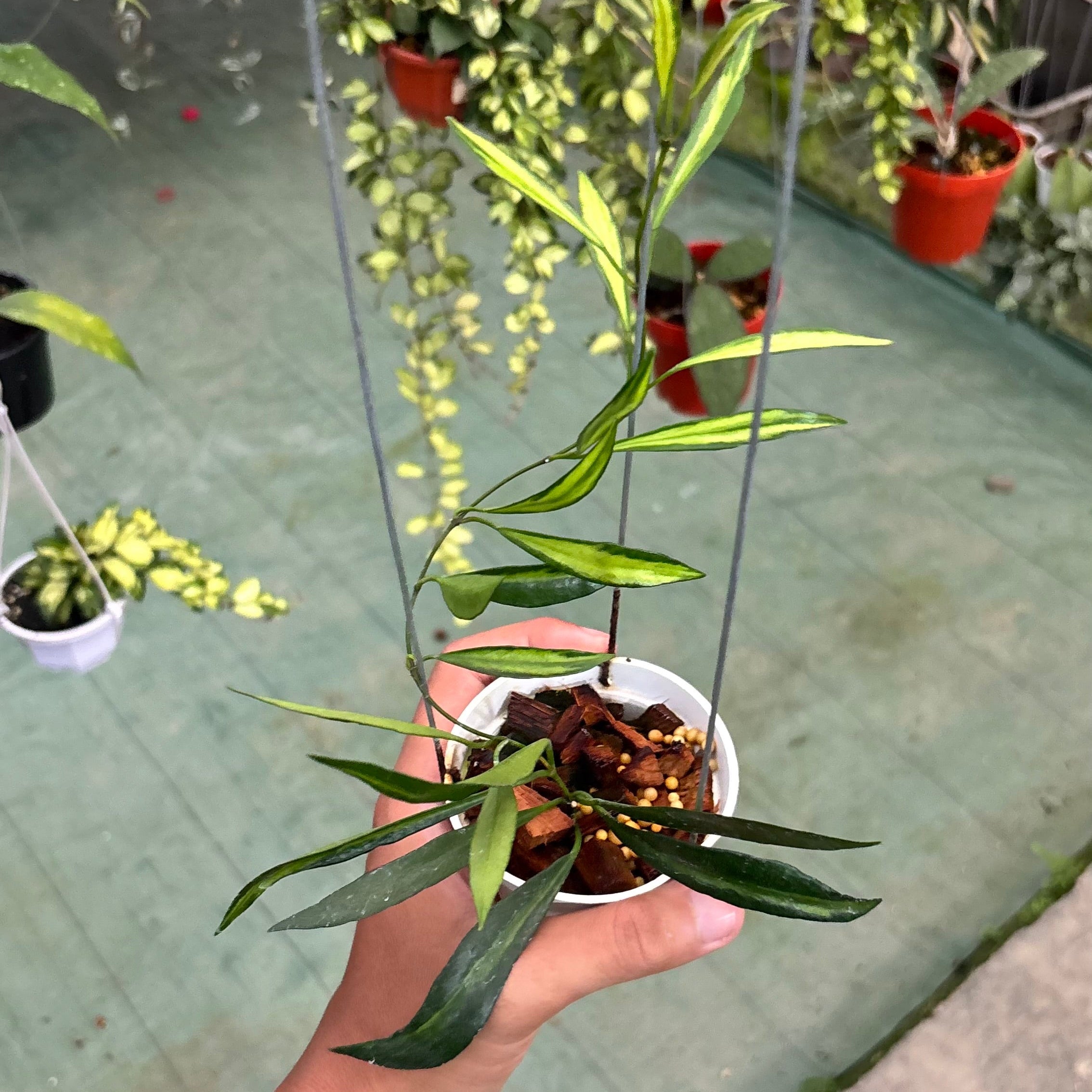 Hoya tsangii inner variegated - Image 3