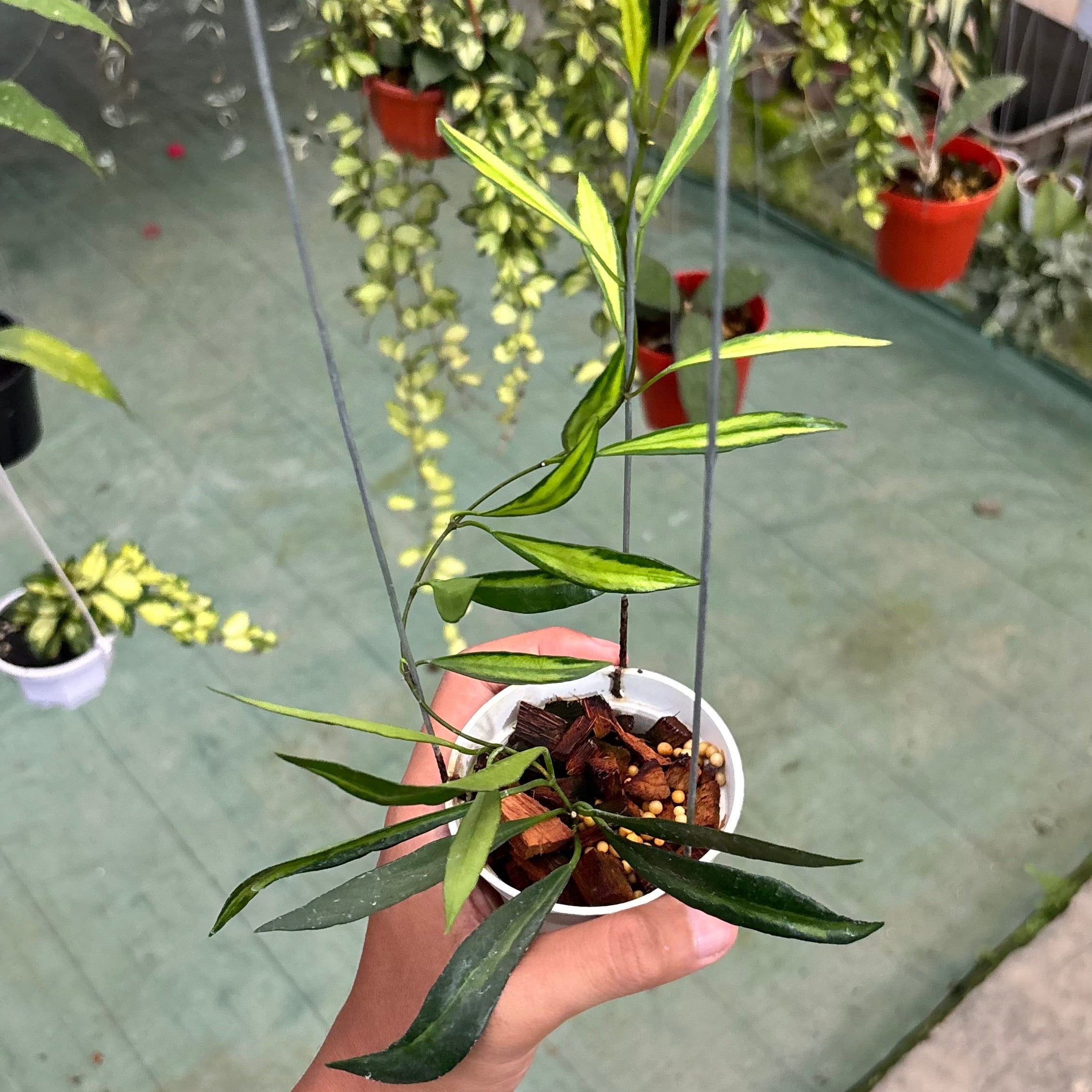 Hoya tsangii inner variegated - Image 4