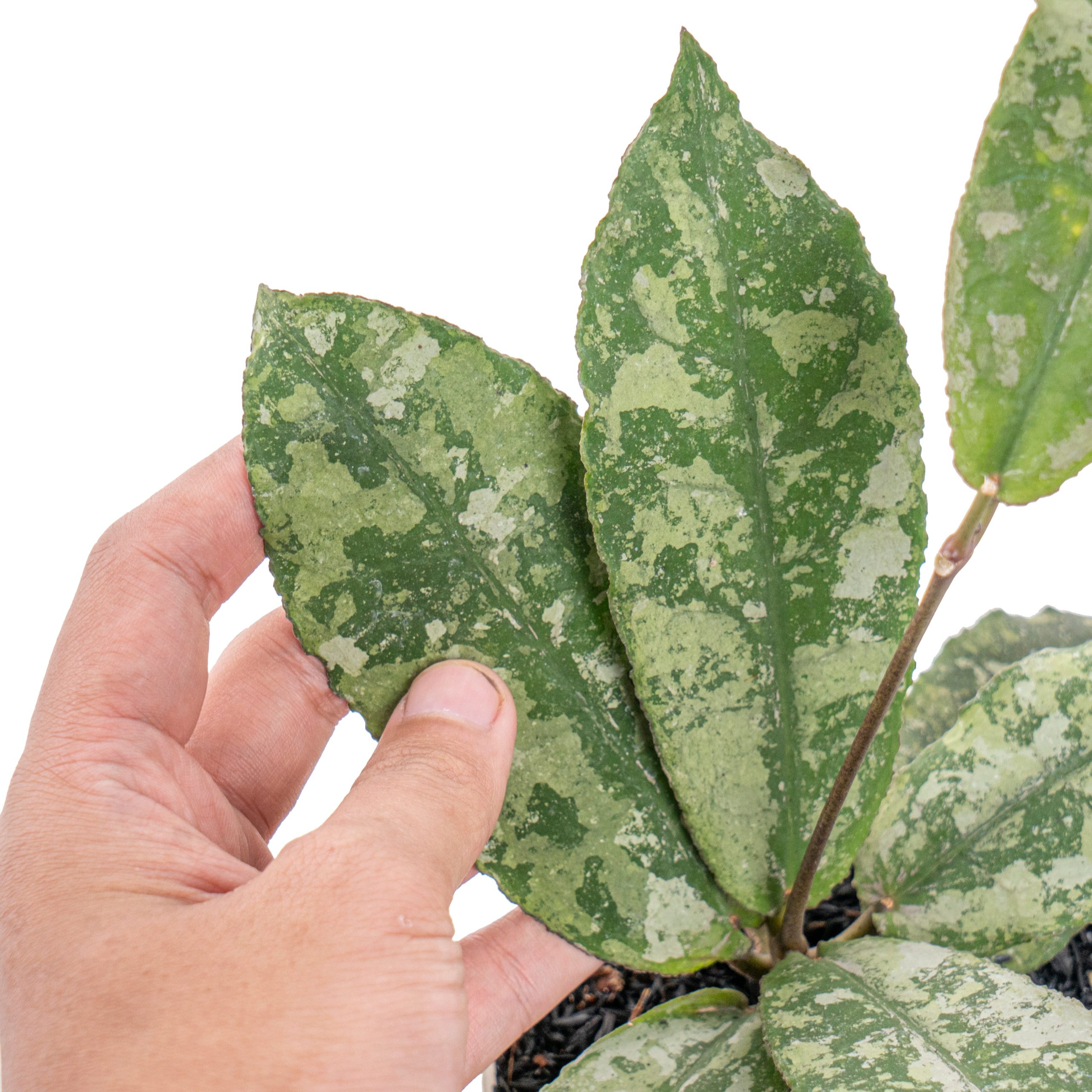 Hoya undulata super splash - Image 2