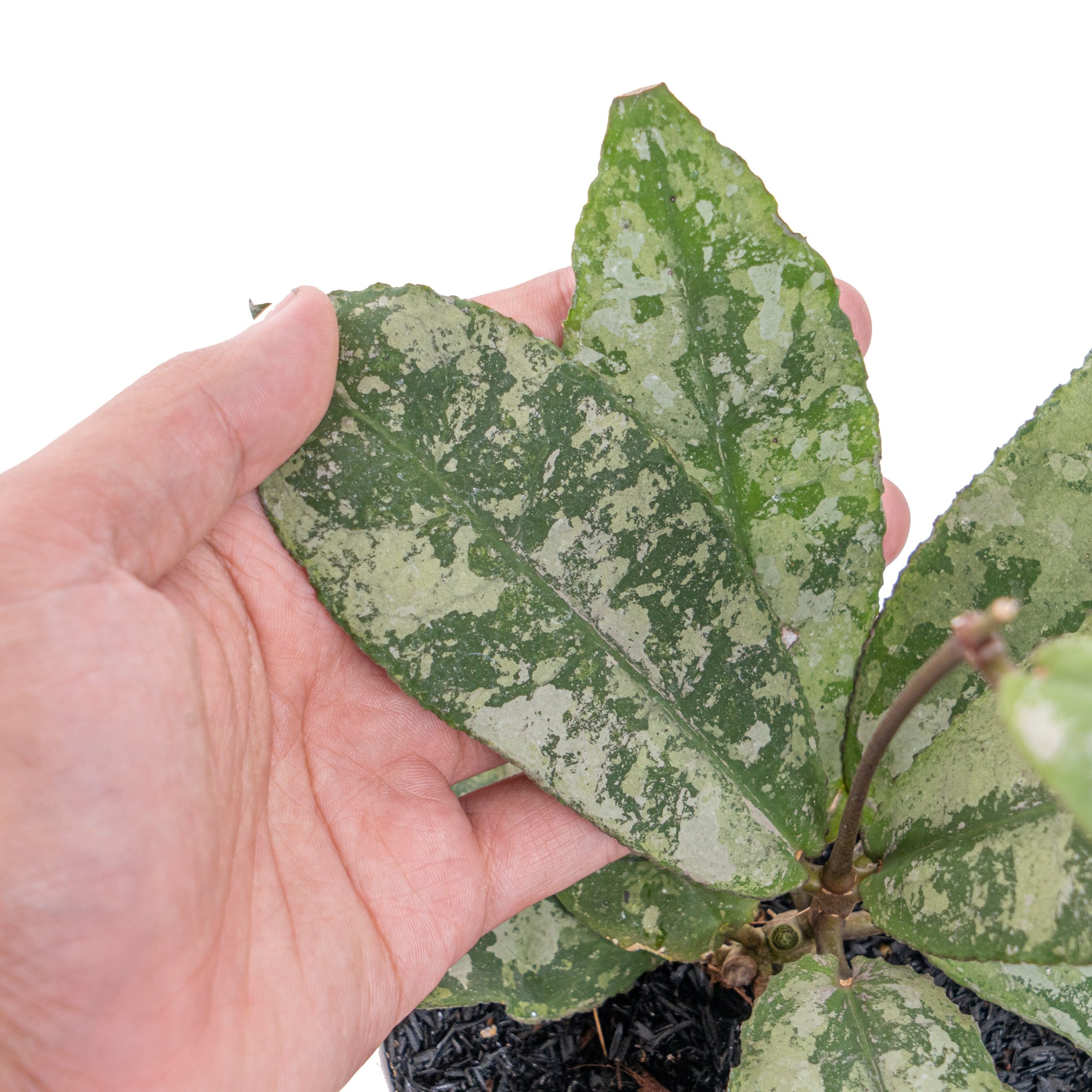 Hoya undulata super splash - Image 3