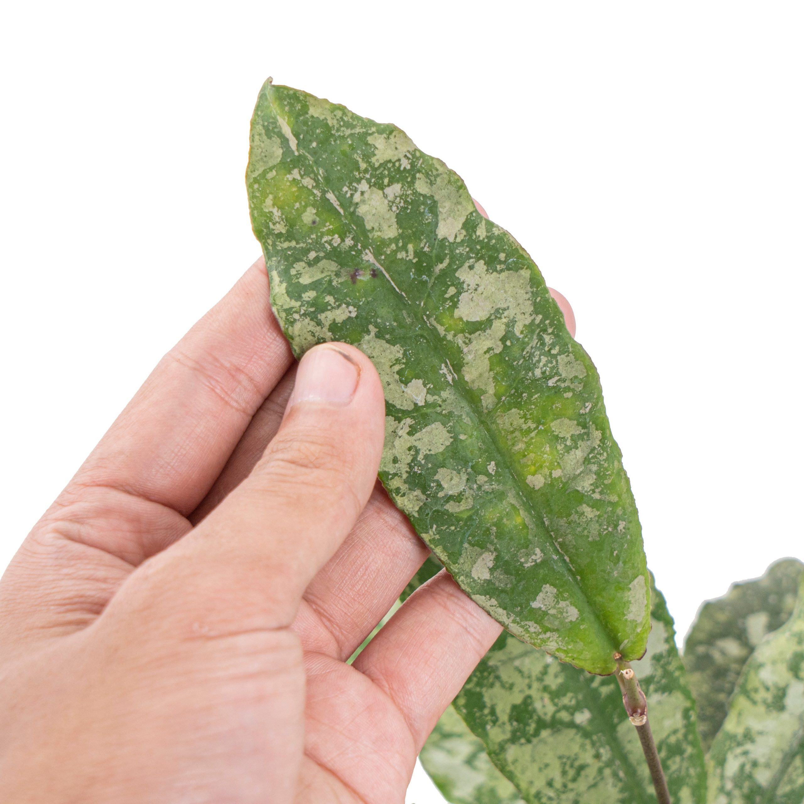 Hoya undulata super splash - Image 4