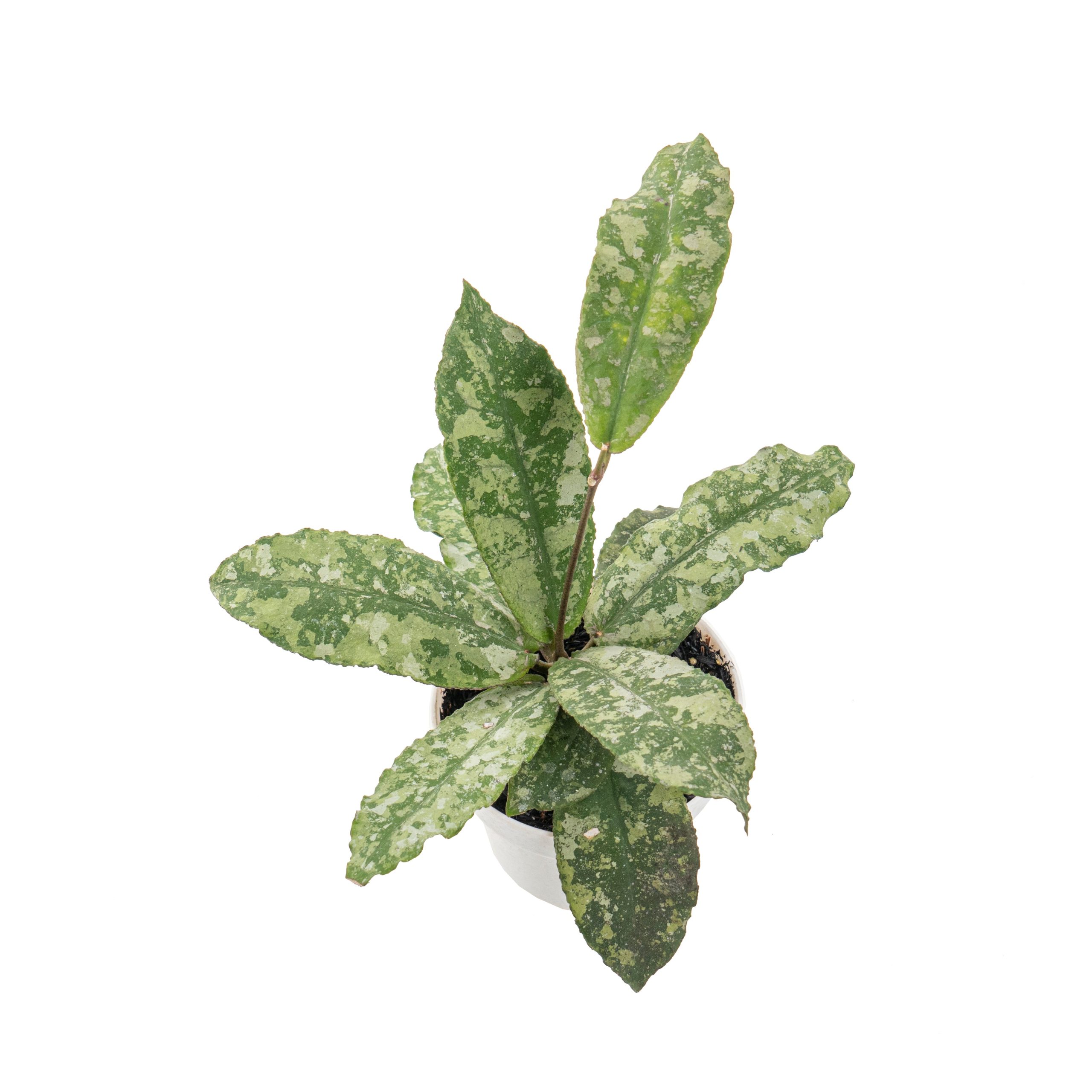 Hoya undulata super splash - Image 5