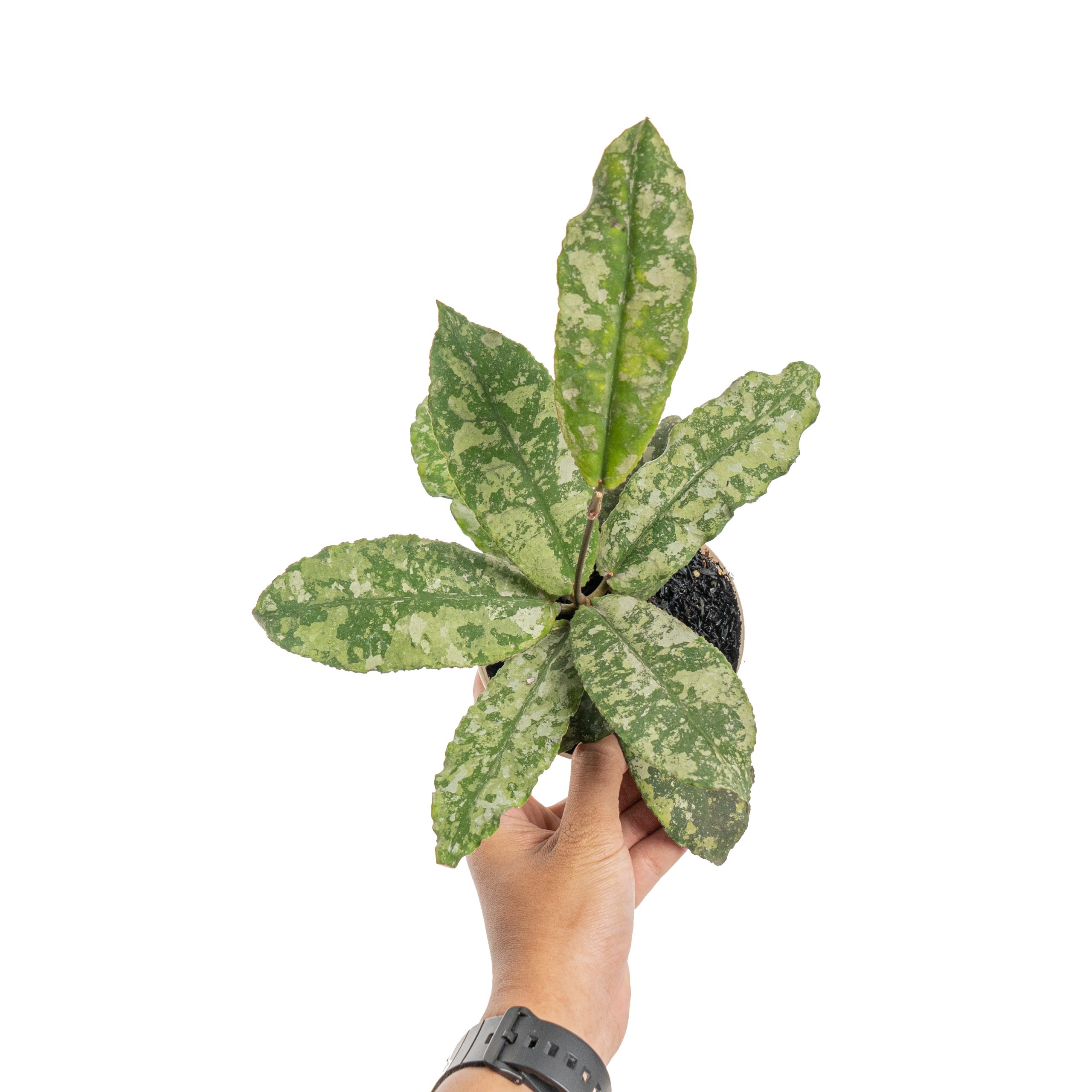 Hoya undulata super splash - Image 6