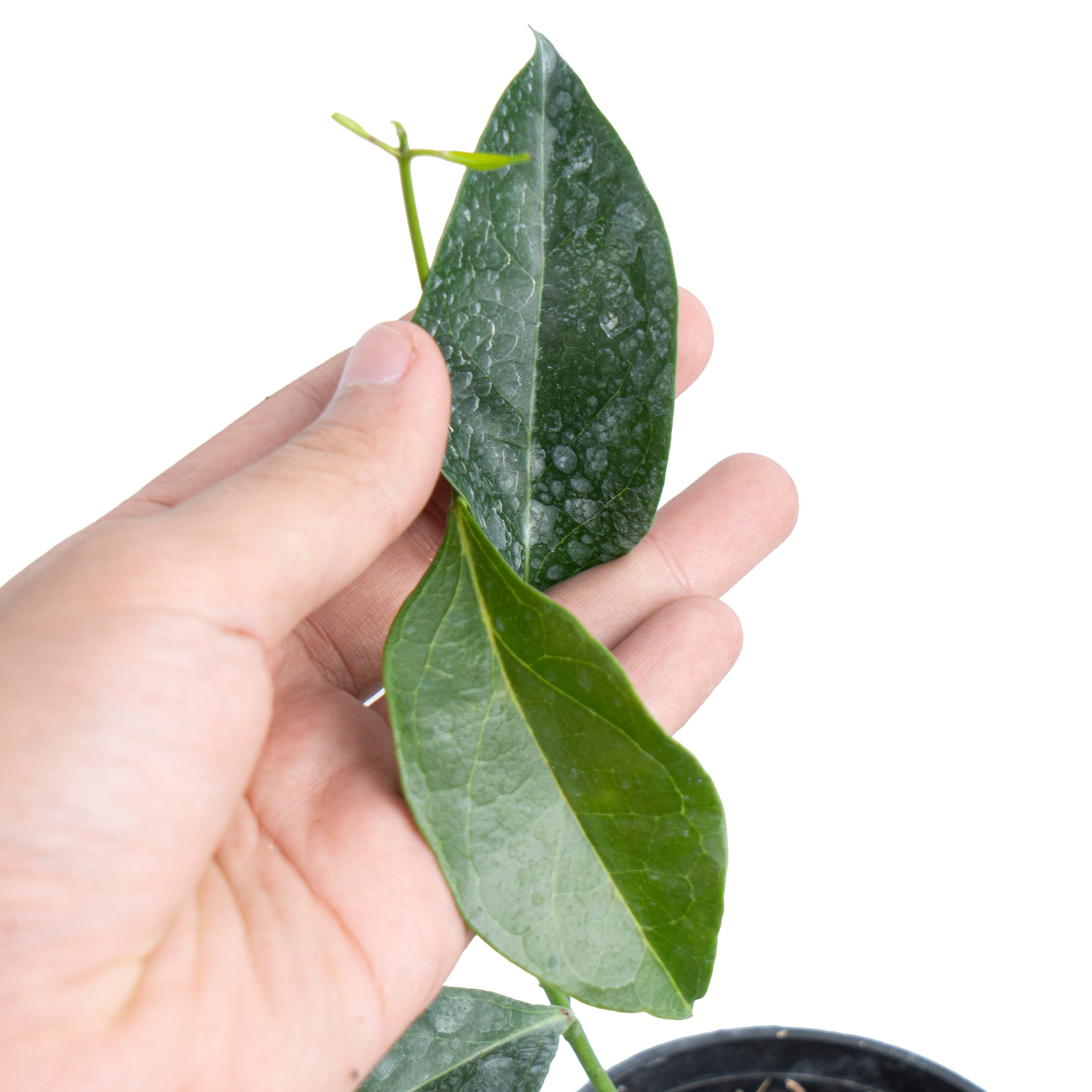 Hoya Unirana - Image 2