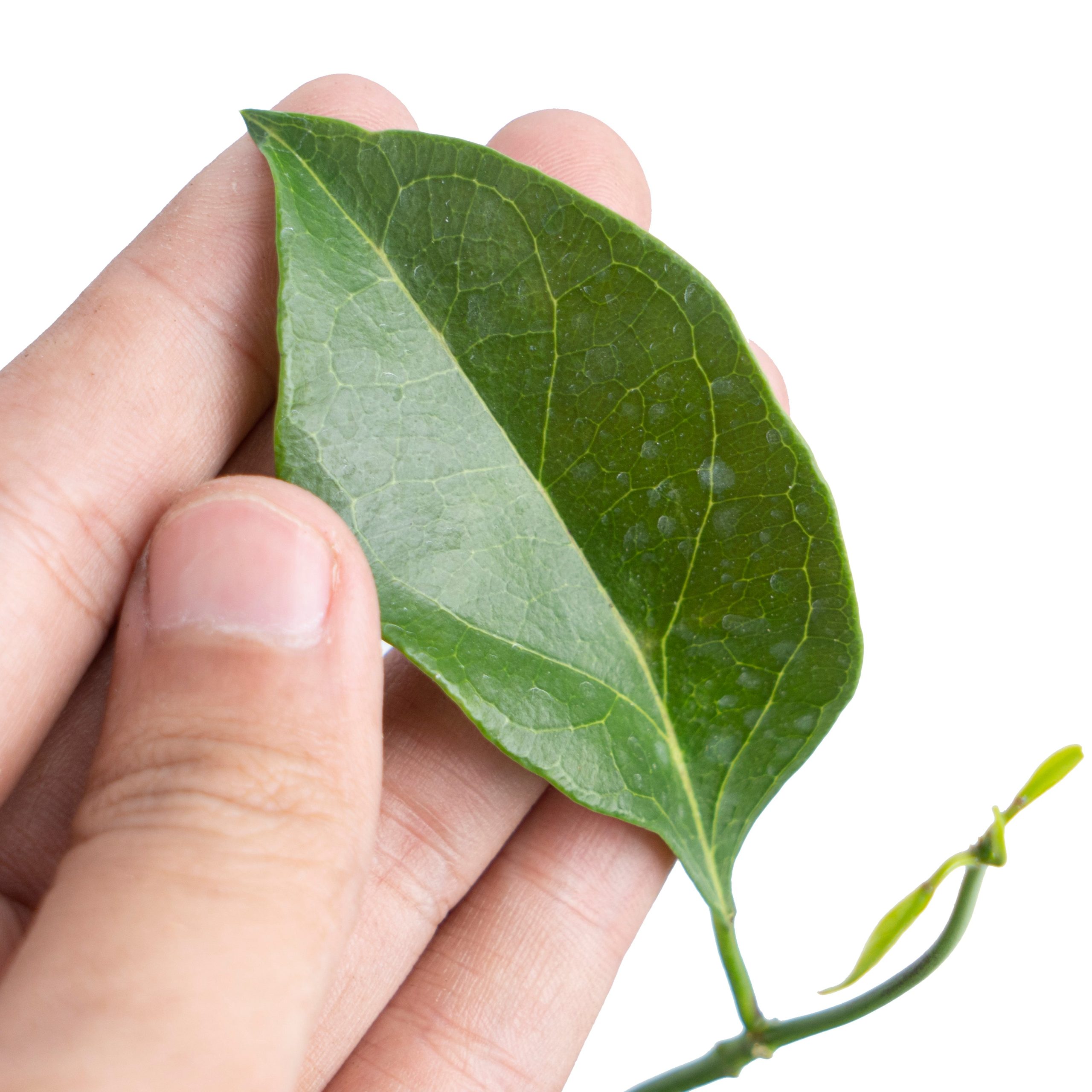 Hoya Unirana - Image 3