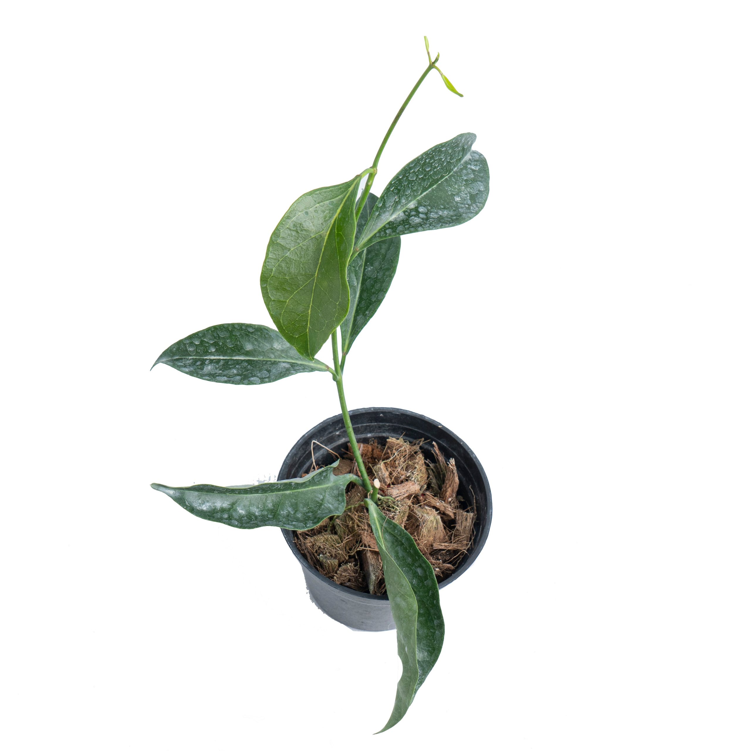 Hoya Unirana - Image 4