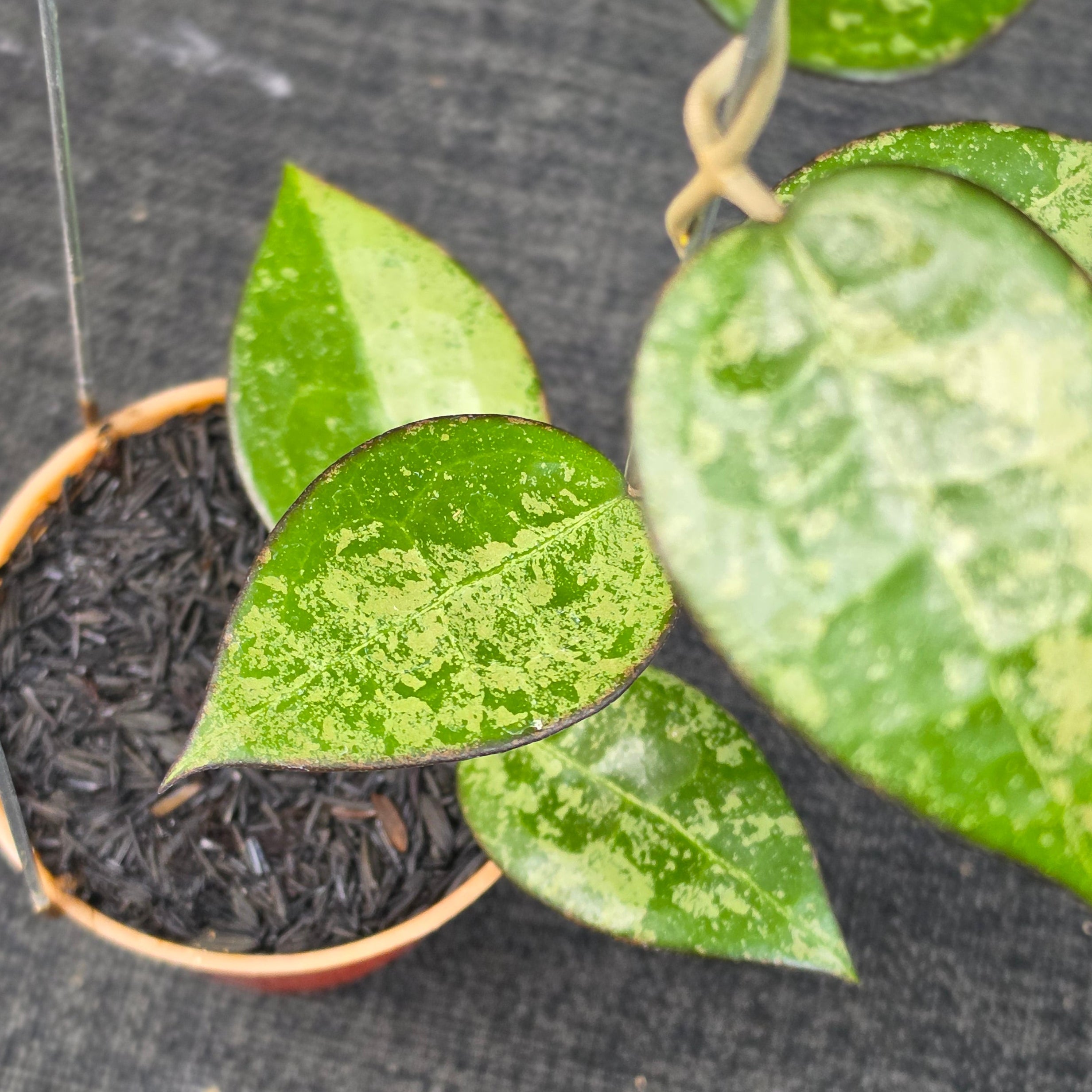 Hoya verticillata 'MA-07 High Splash' - Image 2