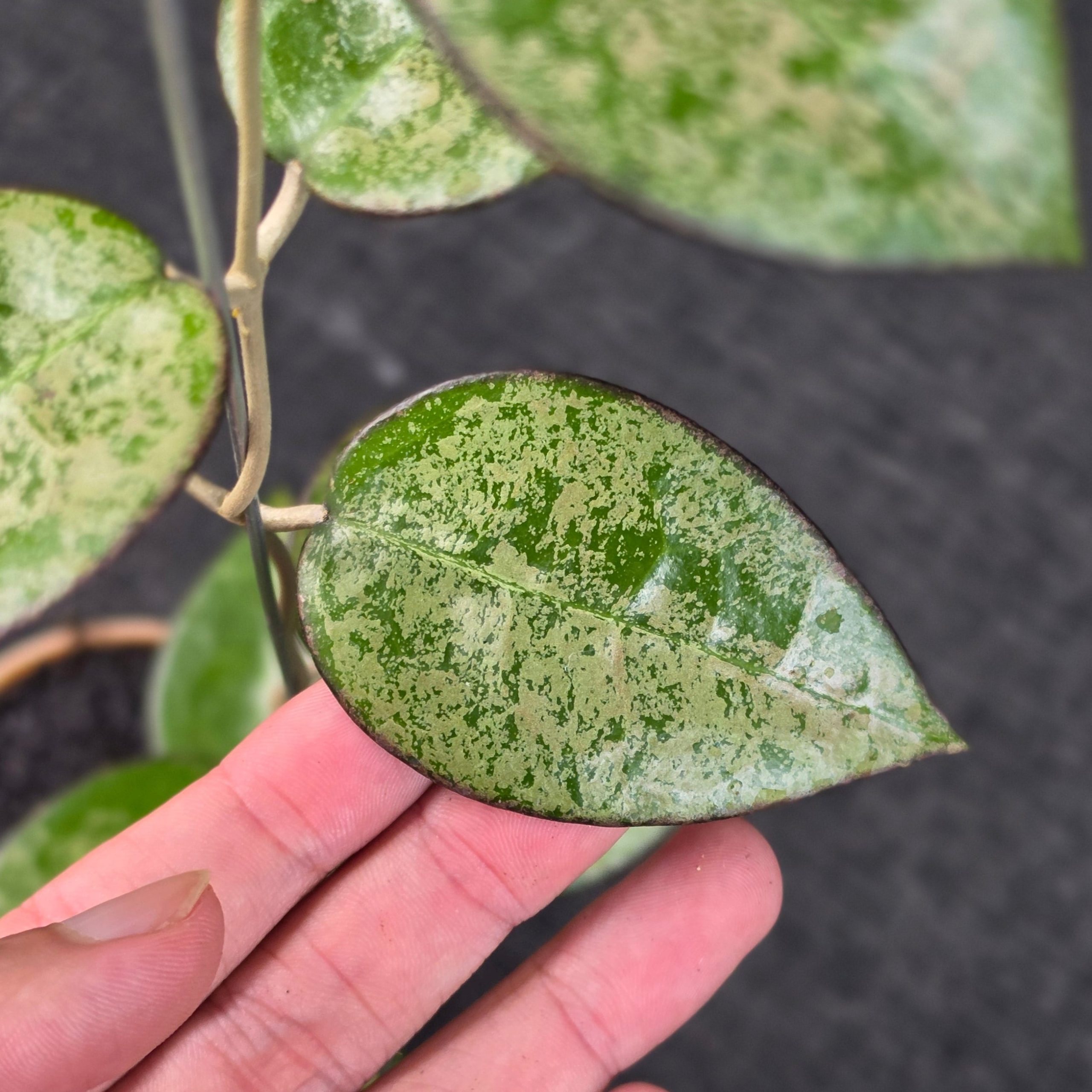Hoya verticillata 'MA-07 High Splash' - Image 3