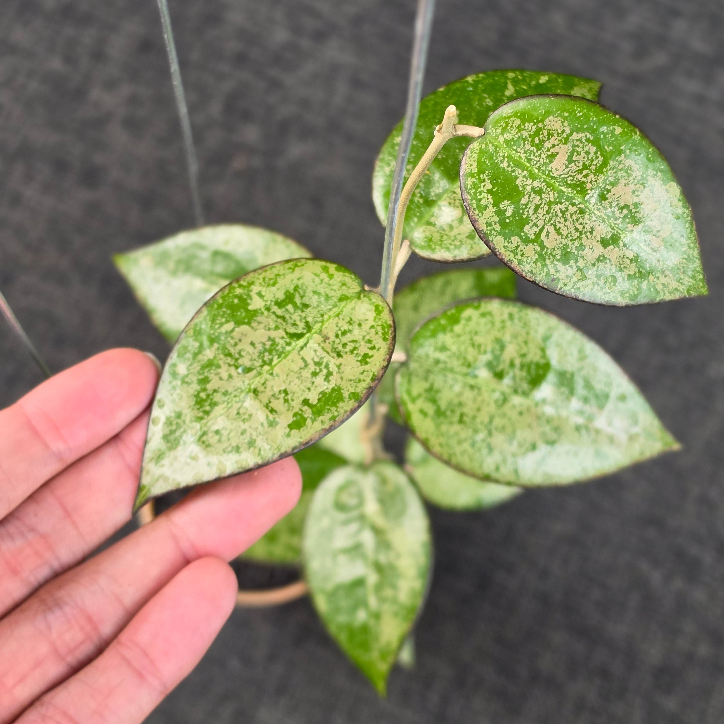 Hoya verticillata 'MA-07 High Splash' - Image 4