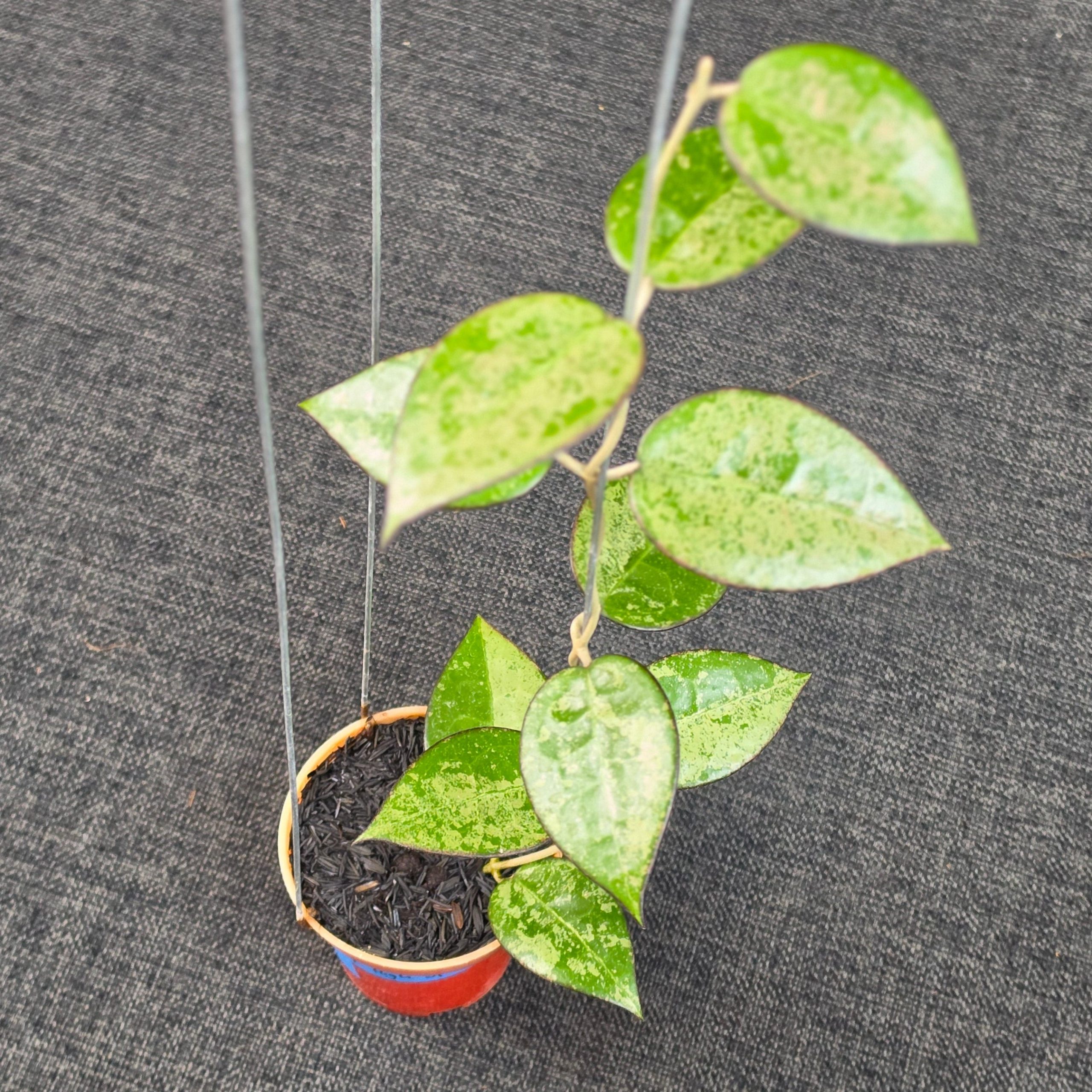 Hoya verticillata 'MA-07 High Splash' - Image 5