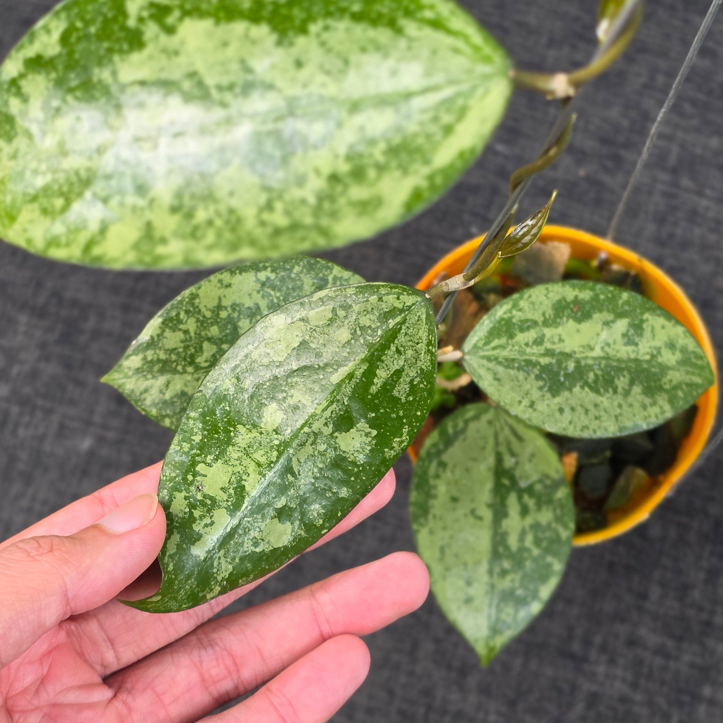 Hoya verticillata 'Nganjuk Splash' - Image 2