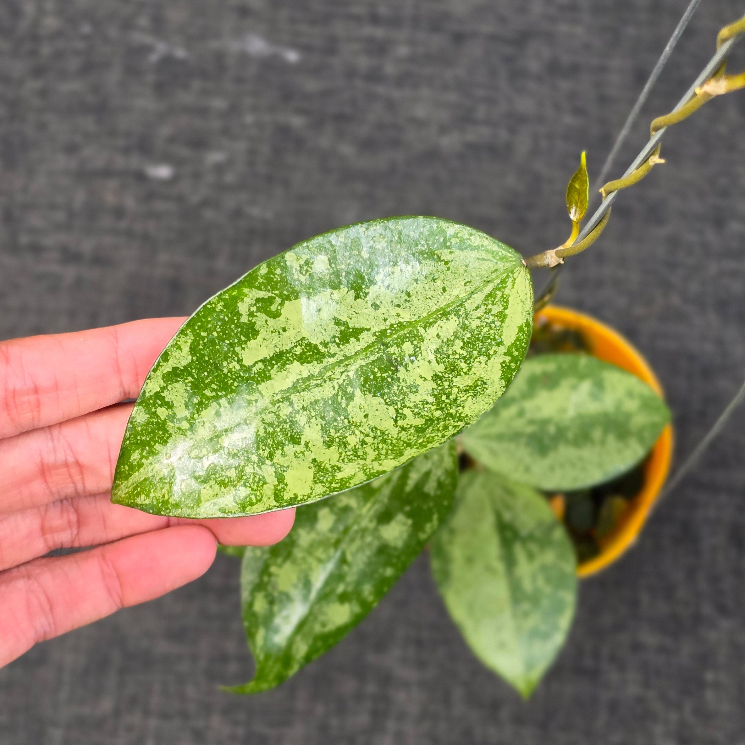 Hoya verticillata 'Nganjuk Splash' - Image 3