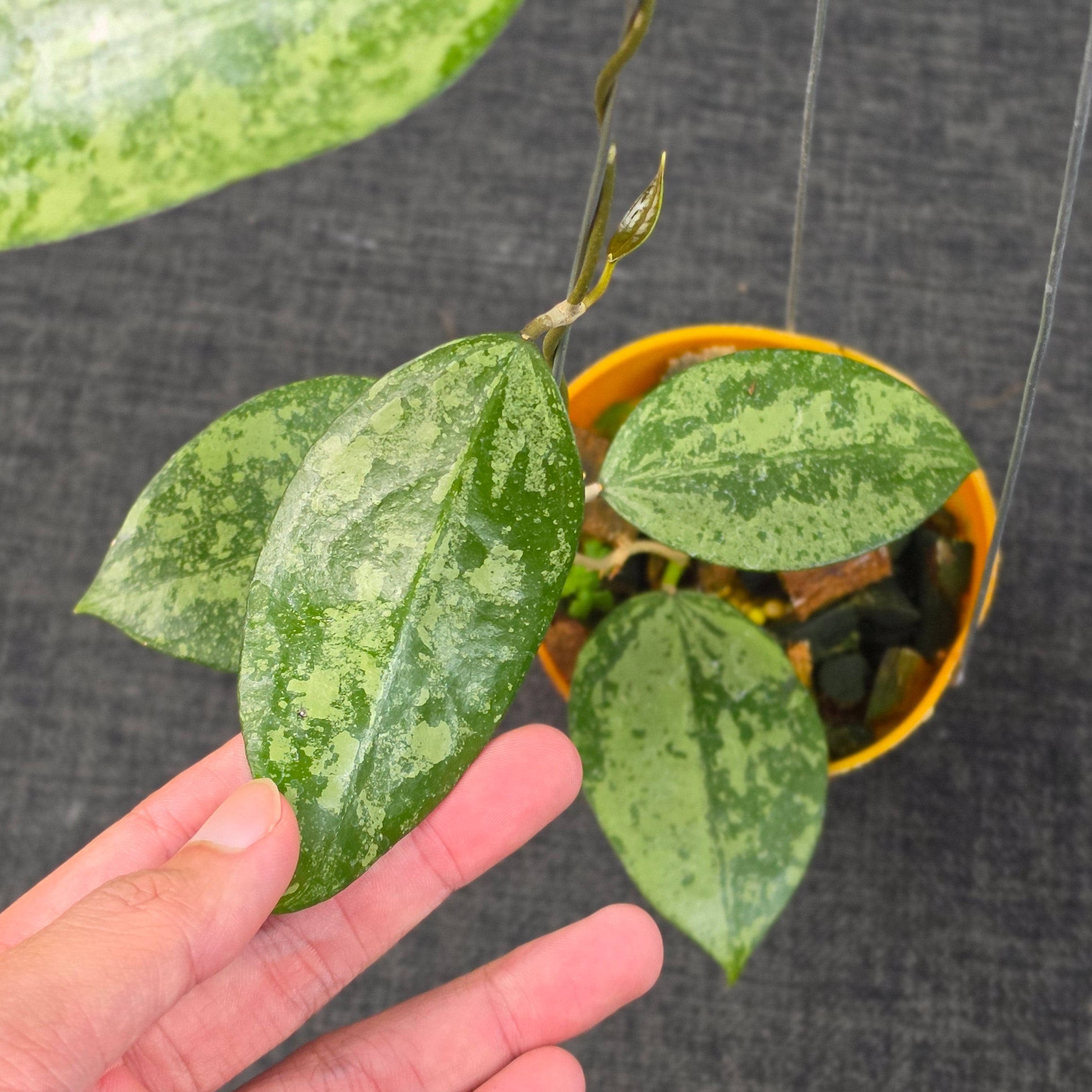 Hoya verticillata 'Nganjuk Splash' - Image 4