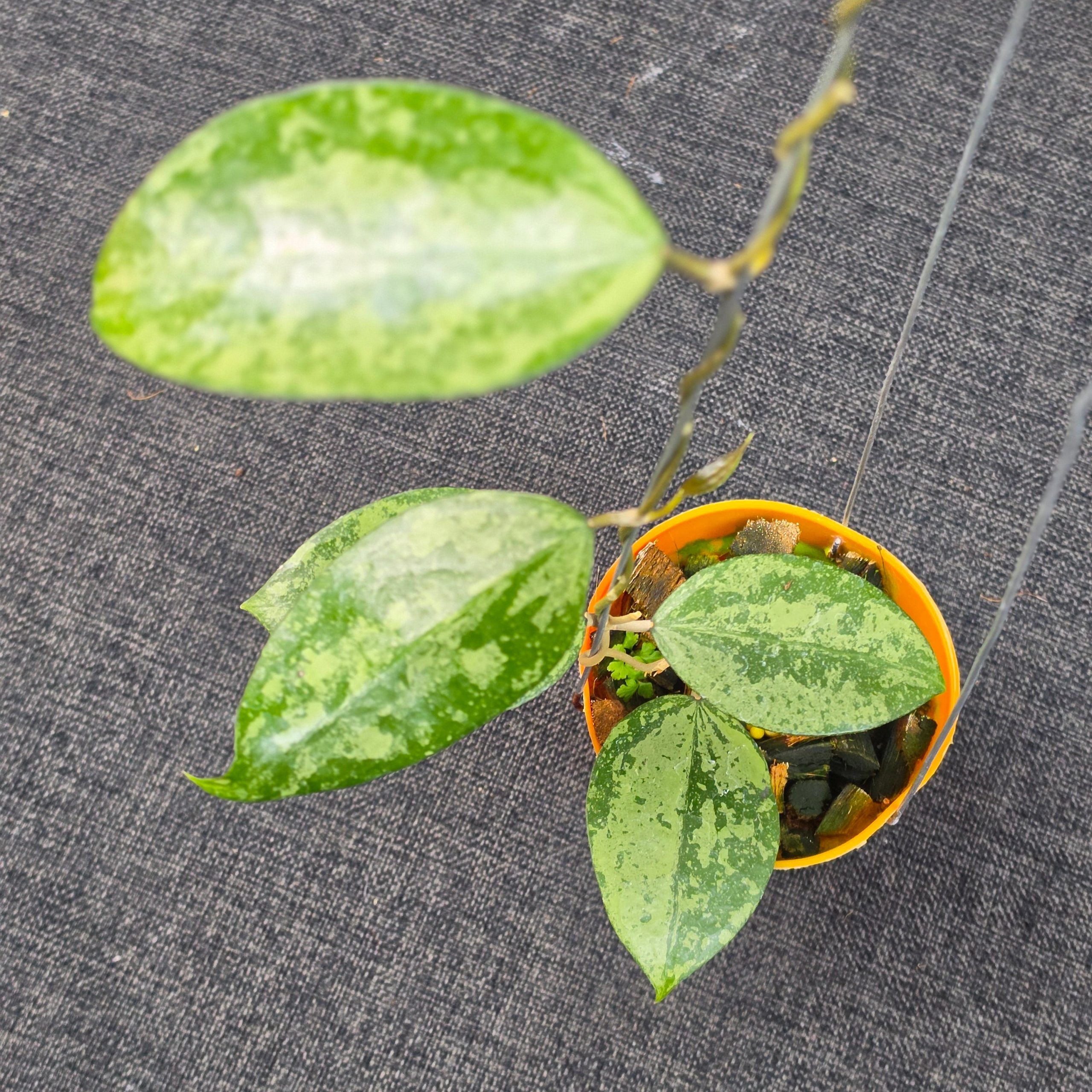 Hoya verticillata 'Nganjuk Splash' - Image 5