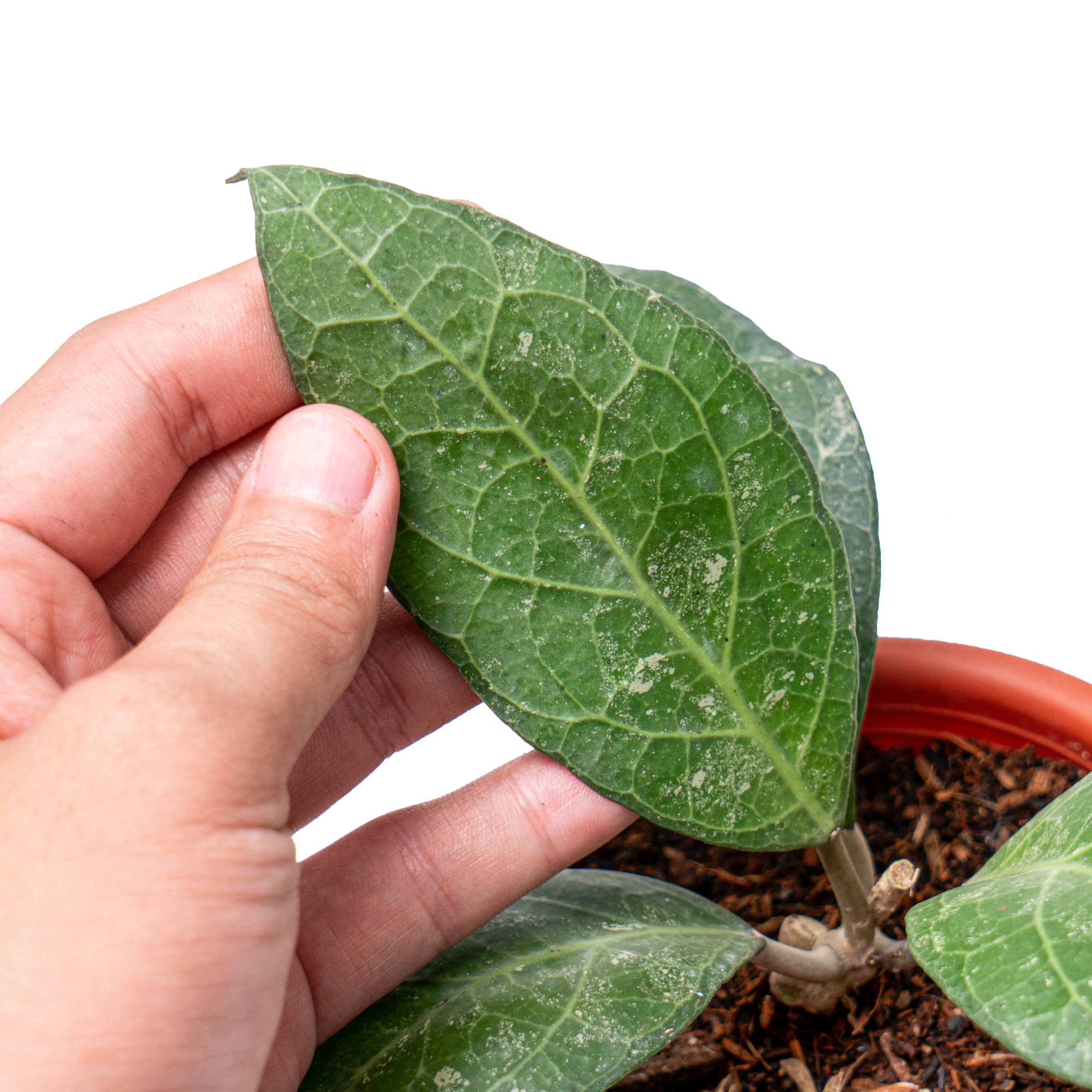 Hoya verticillata Sp. bogor - Image 2