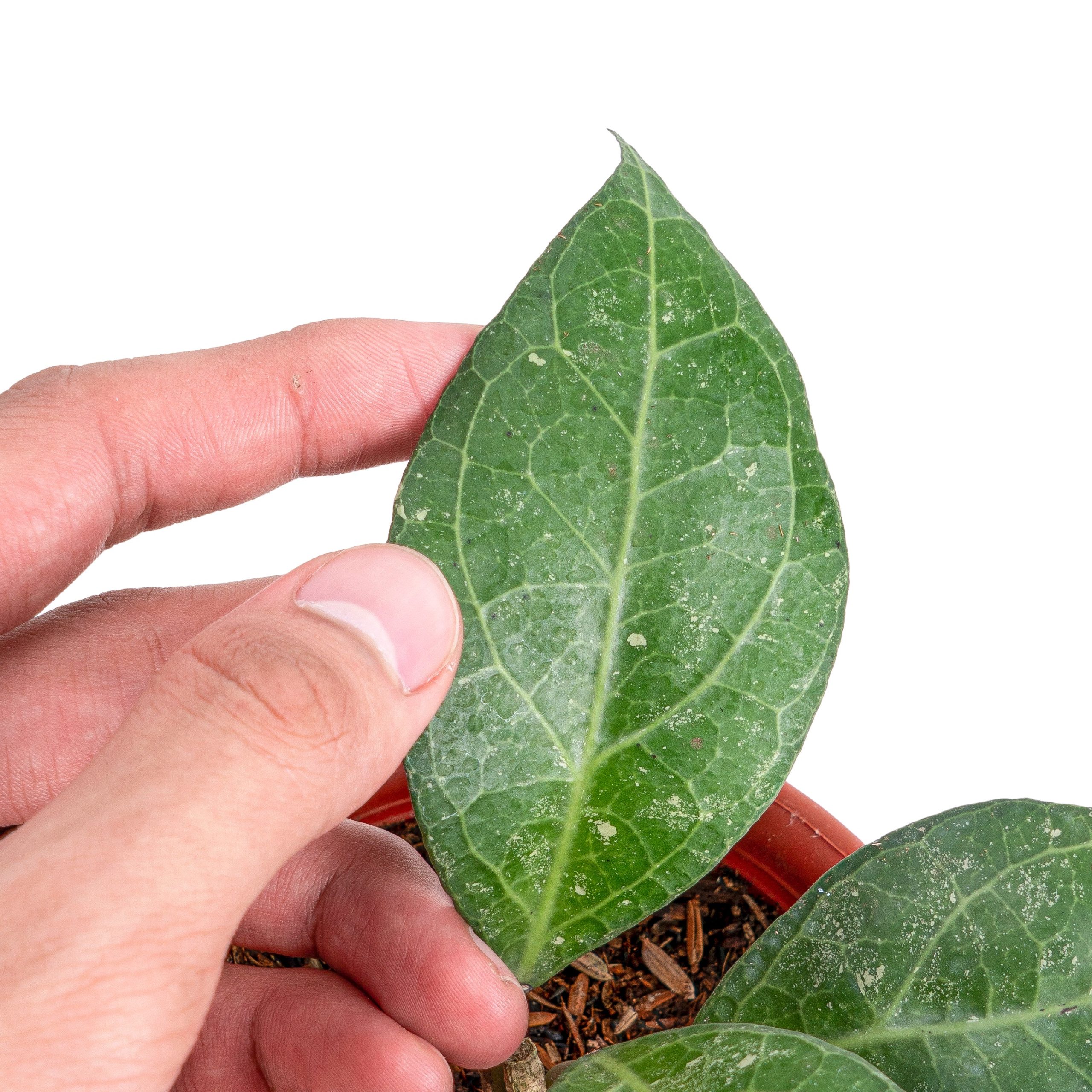 Hoya verticillata Sp. bogor - Image 3