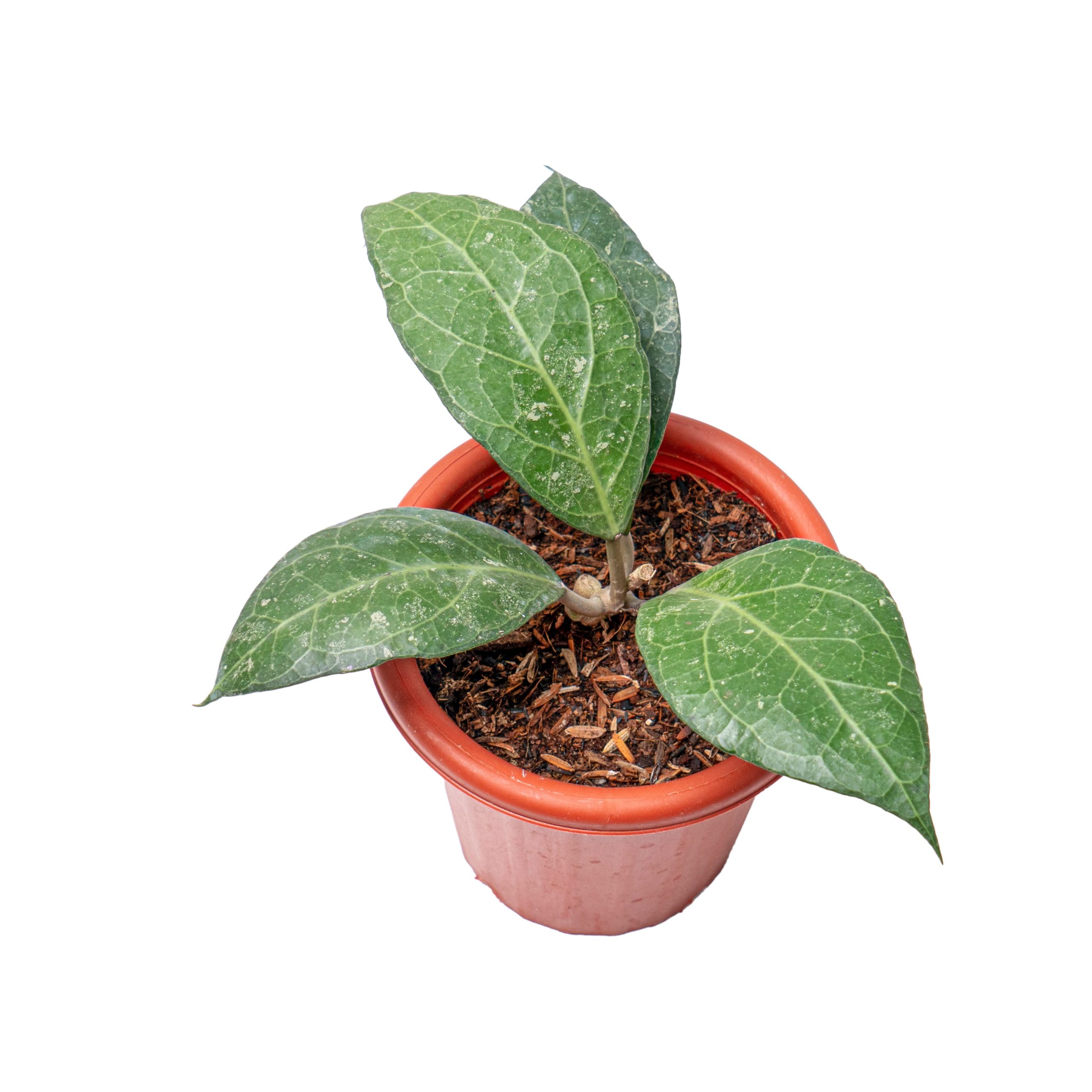 Hoya verticillata Sp. bogor - Image 4