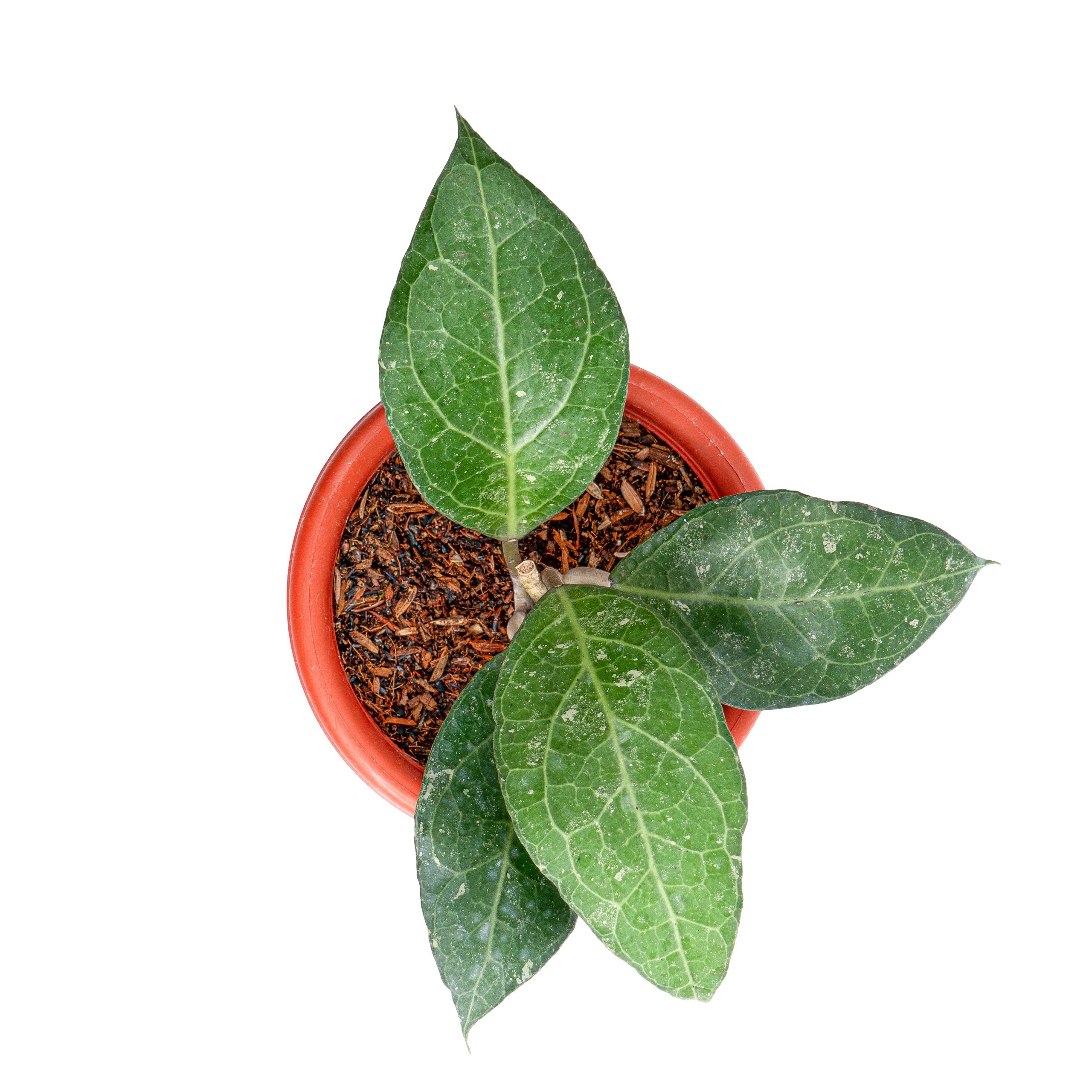 Hoya verticillata Sp. bogor - Image 5