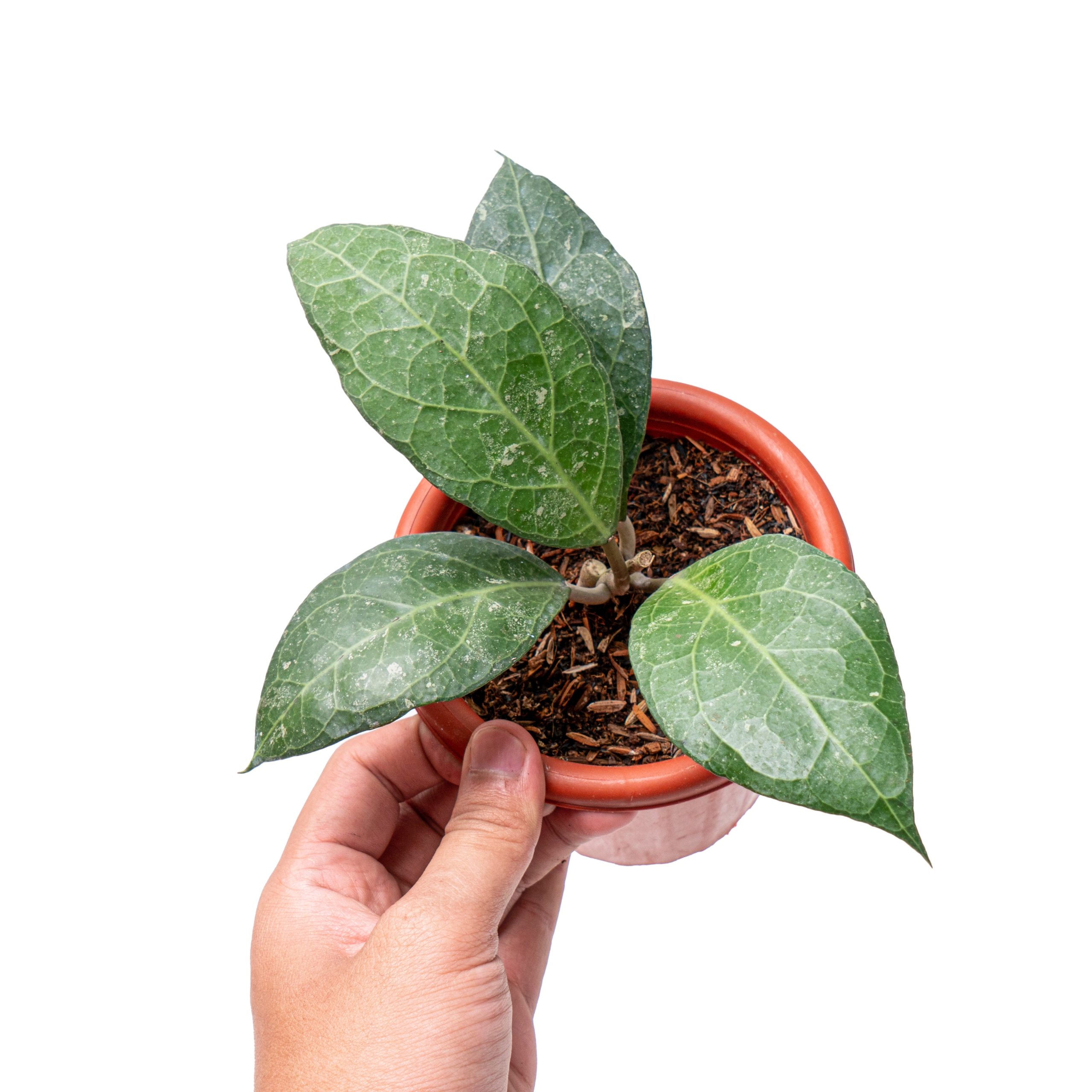 Hoya verticillata Sp. bogor - Image 6