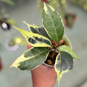 Hoya verticillata sp tanggamus albomarginata