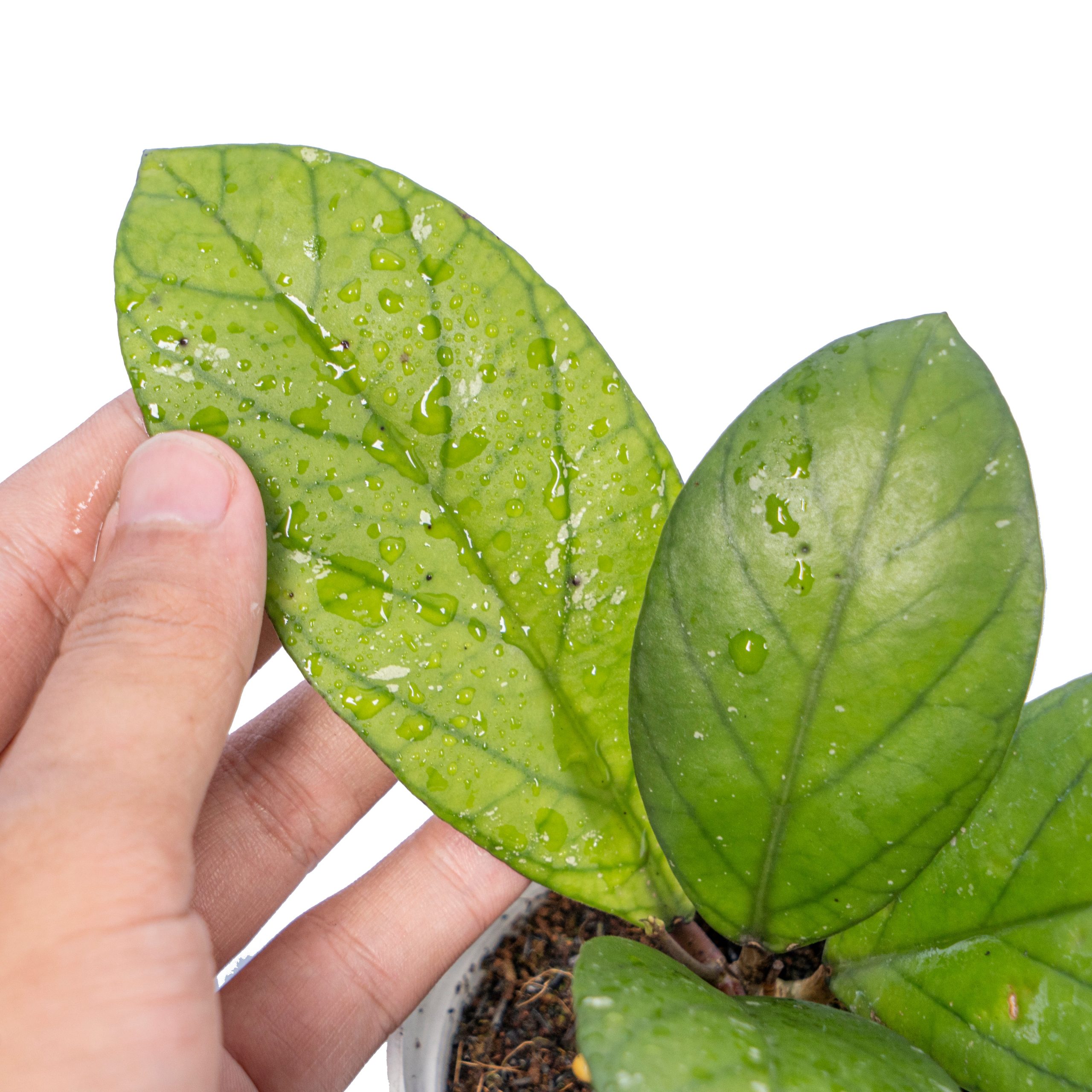 Hoya vitteliniodes Sp sumatera - Image 2