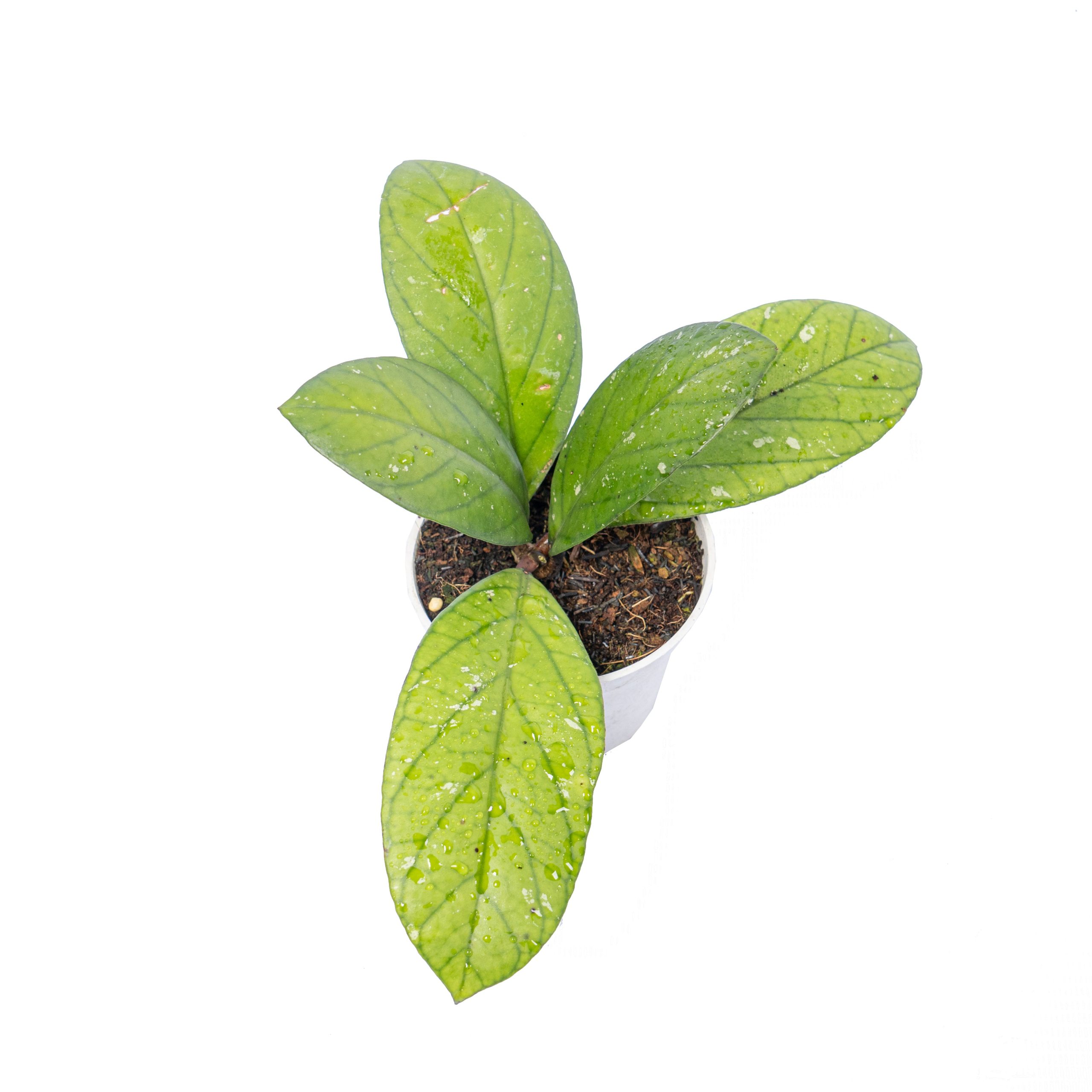 Hoya vitteliniodes Sp sumatera - Image 4