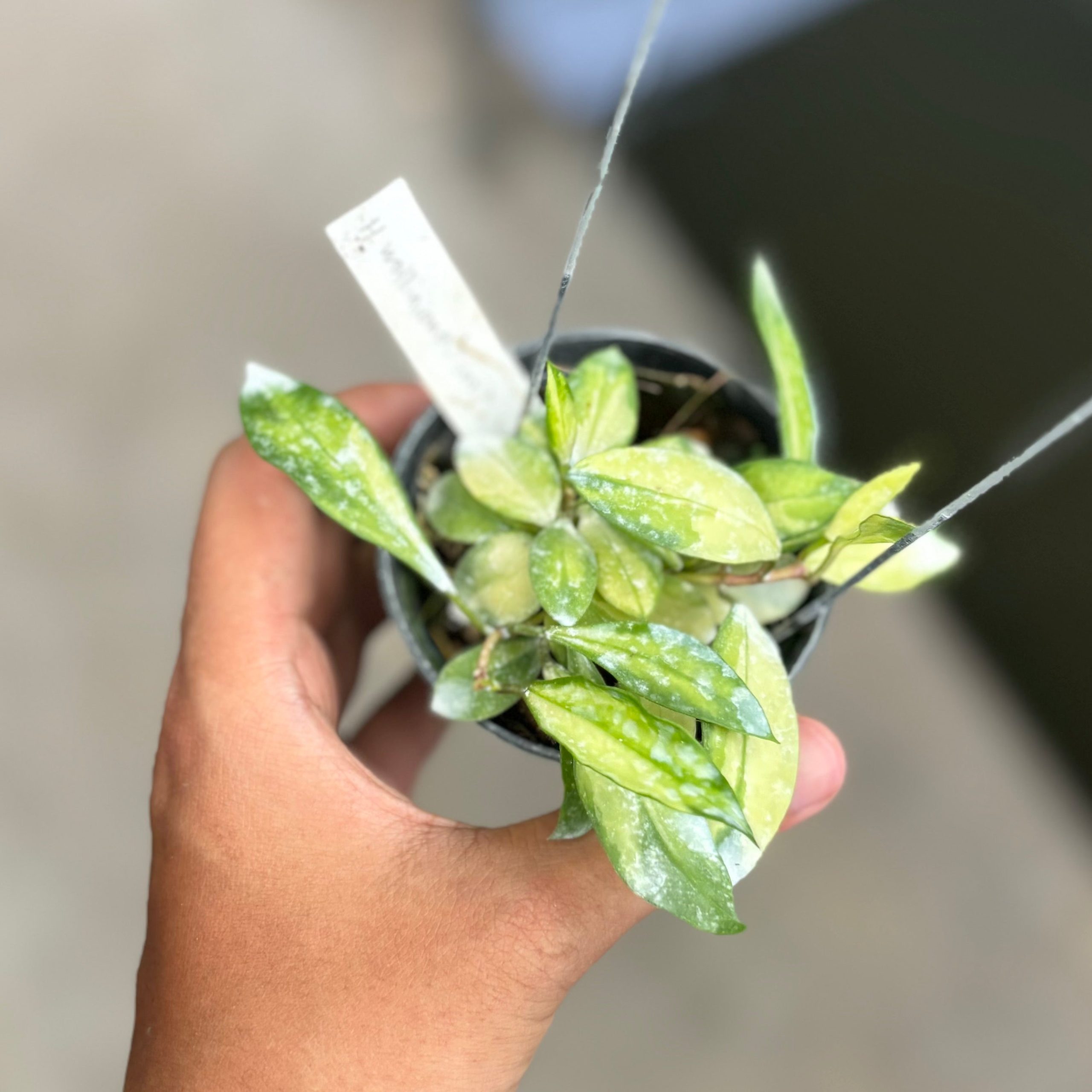 Hoya walliniana variegated - Image 2