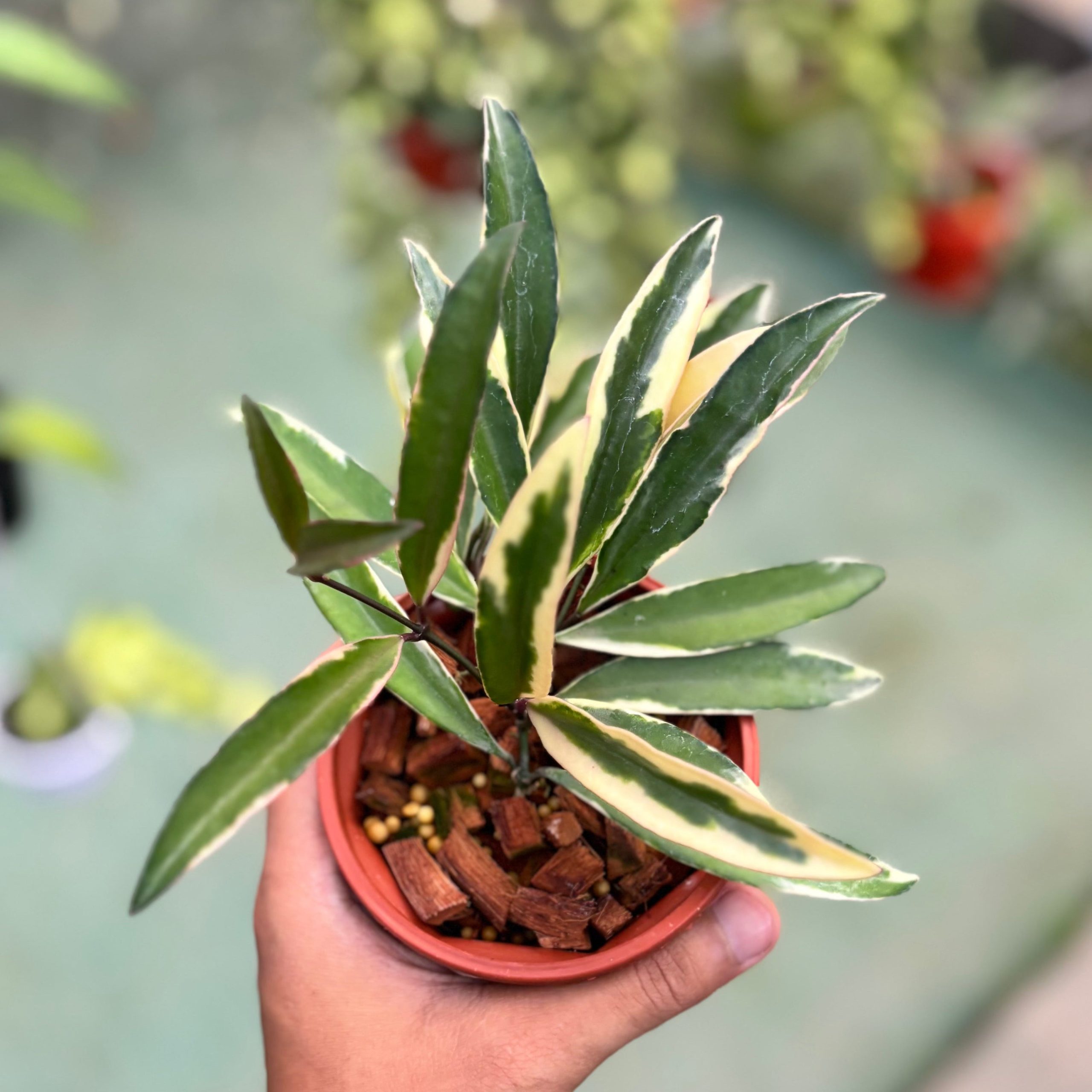 Hoya wayetii albomarginata