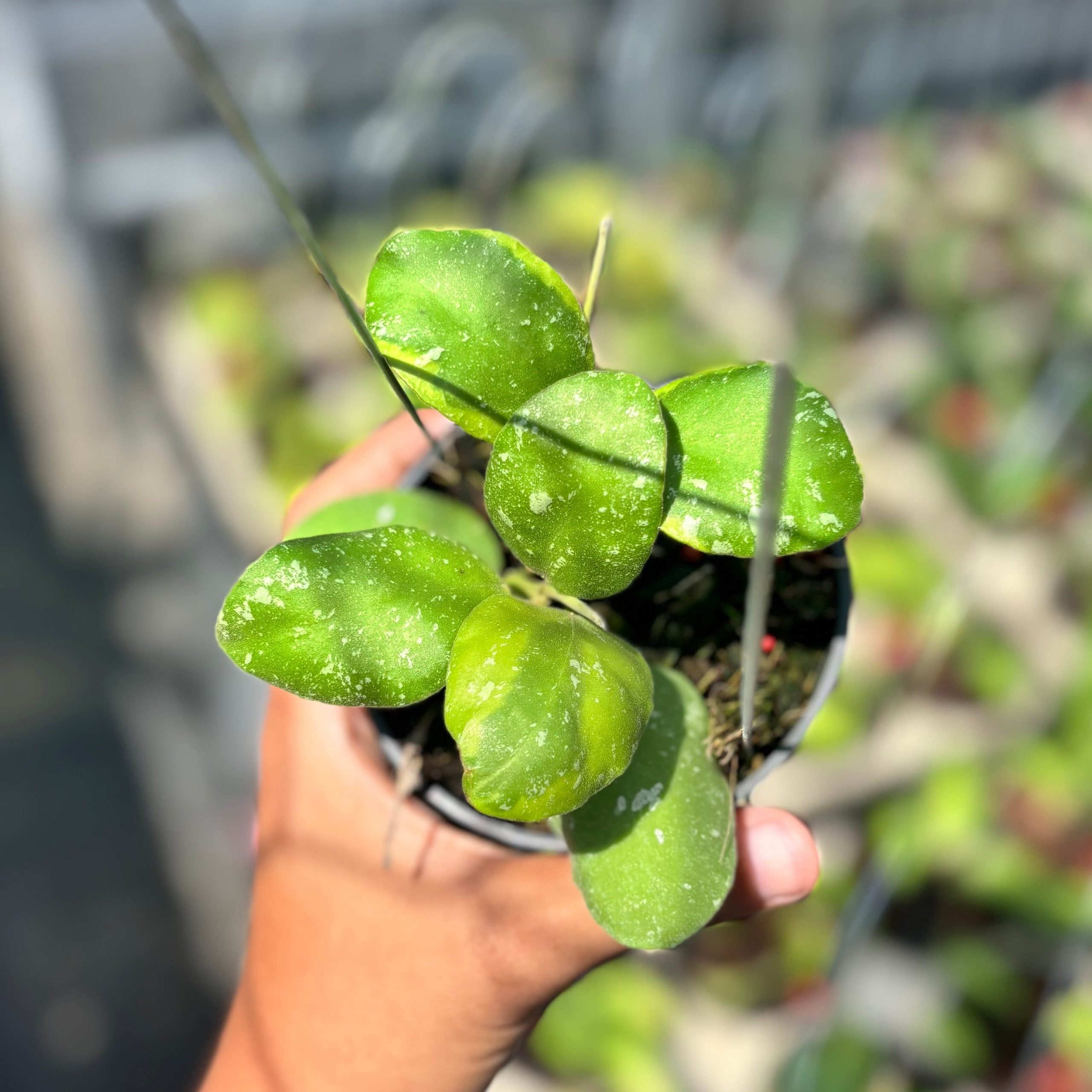 Hoya waymaniae albomarginata - Image 2