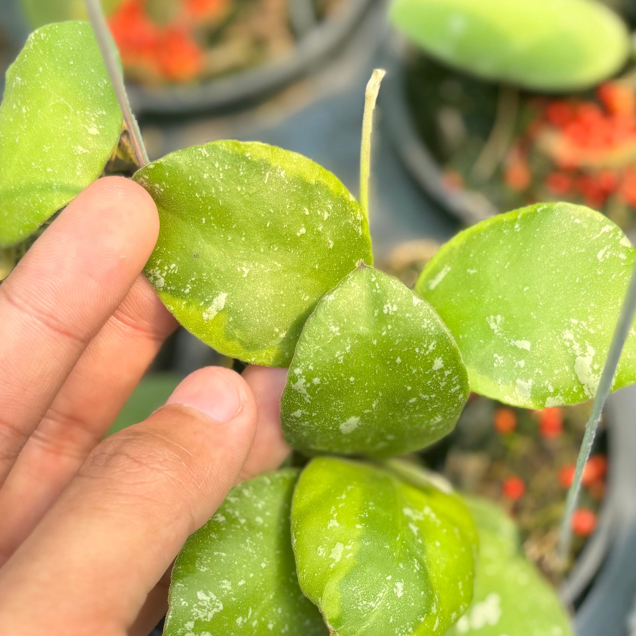 Hoya waymaniae albomarginata - Image 3