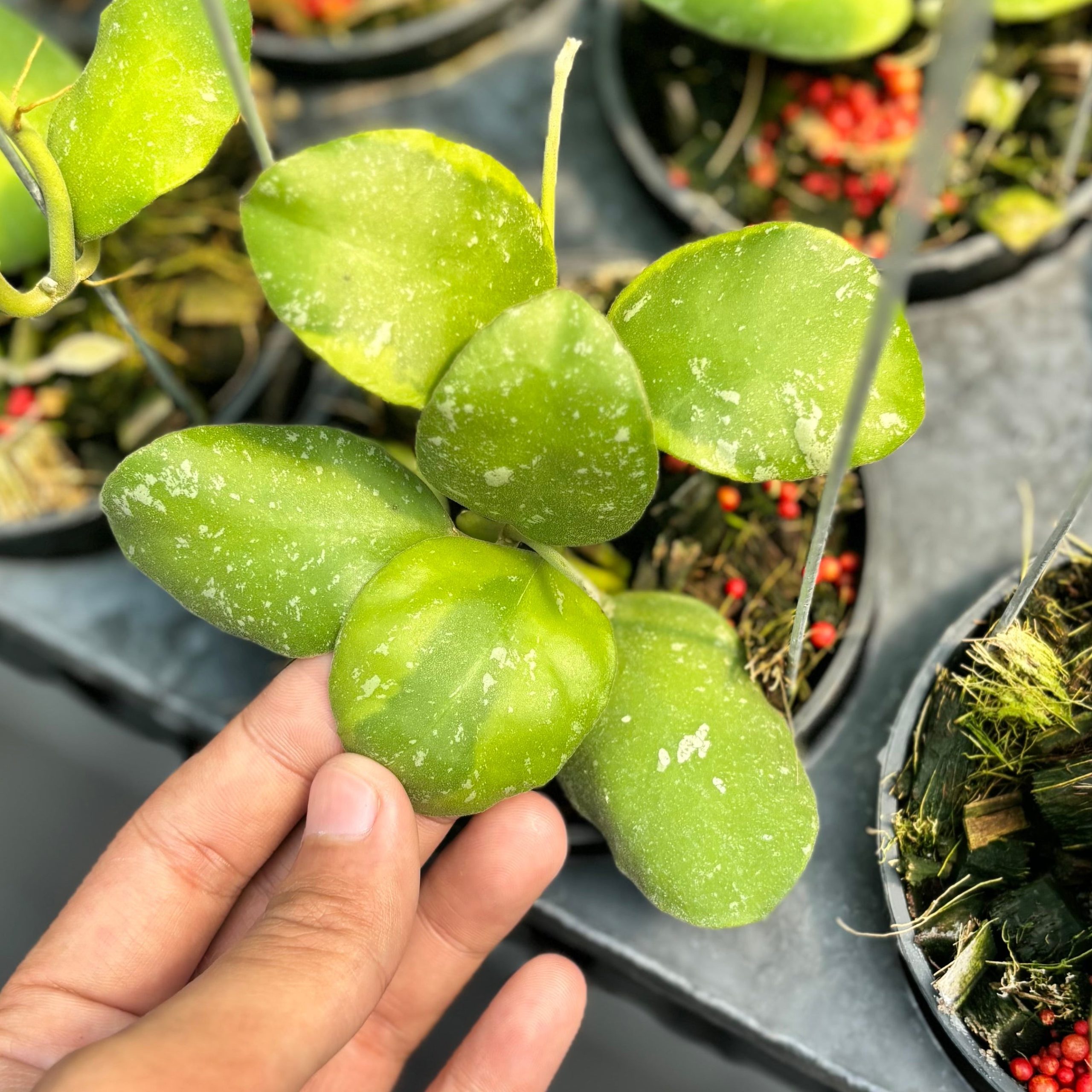 Hoya waymaniae albomarginata - Image 4