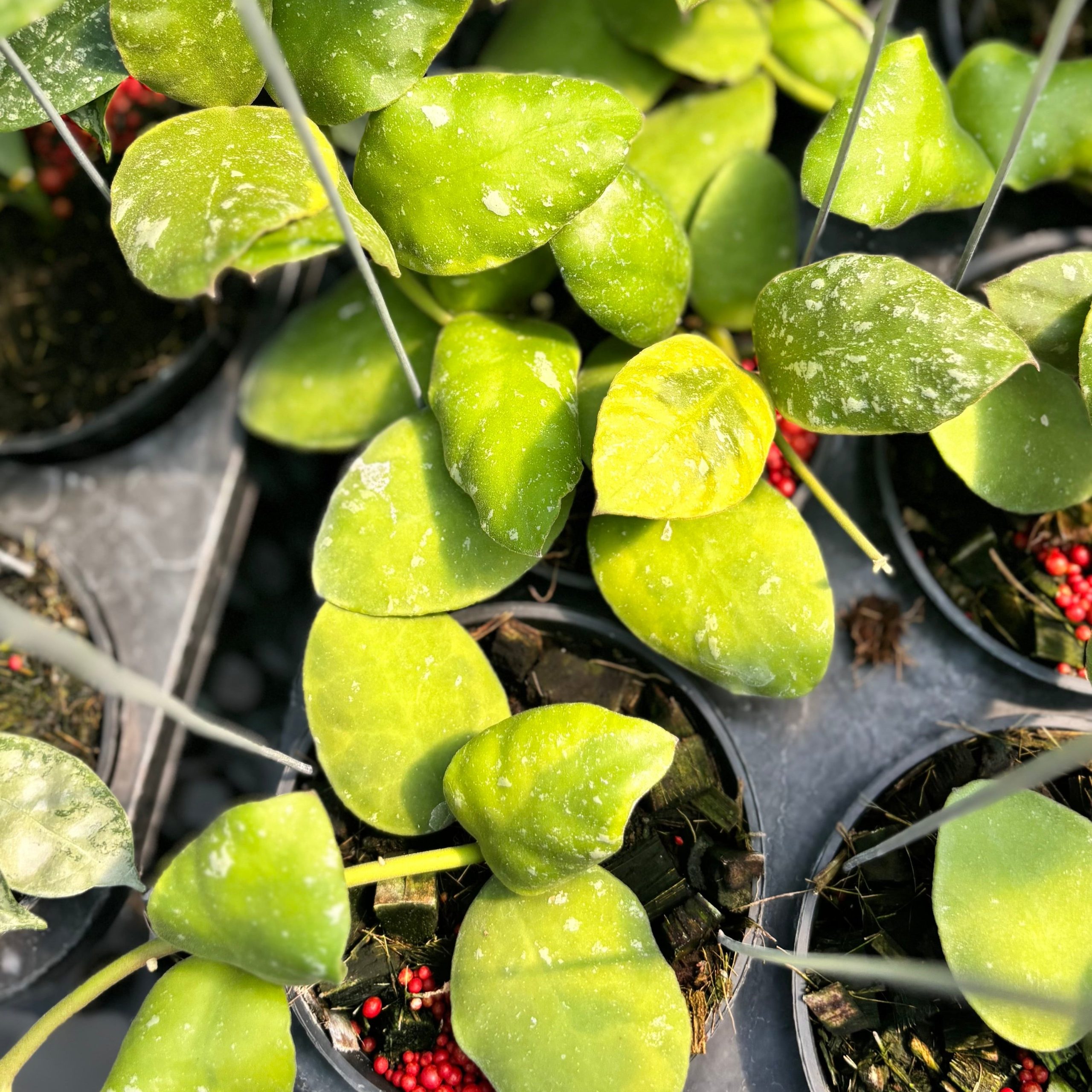 Hoya waymaniae albomarginata - Image 5