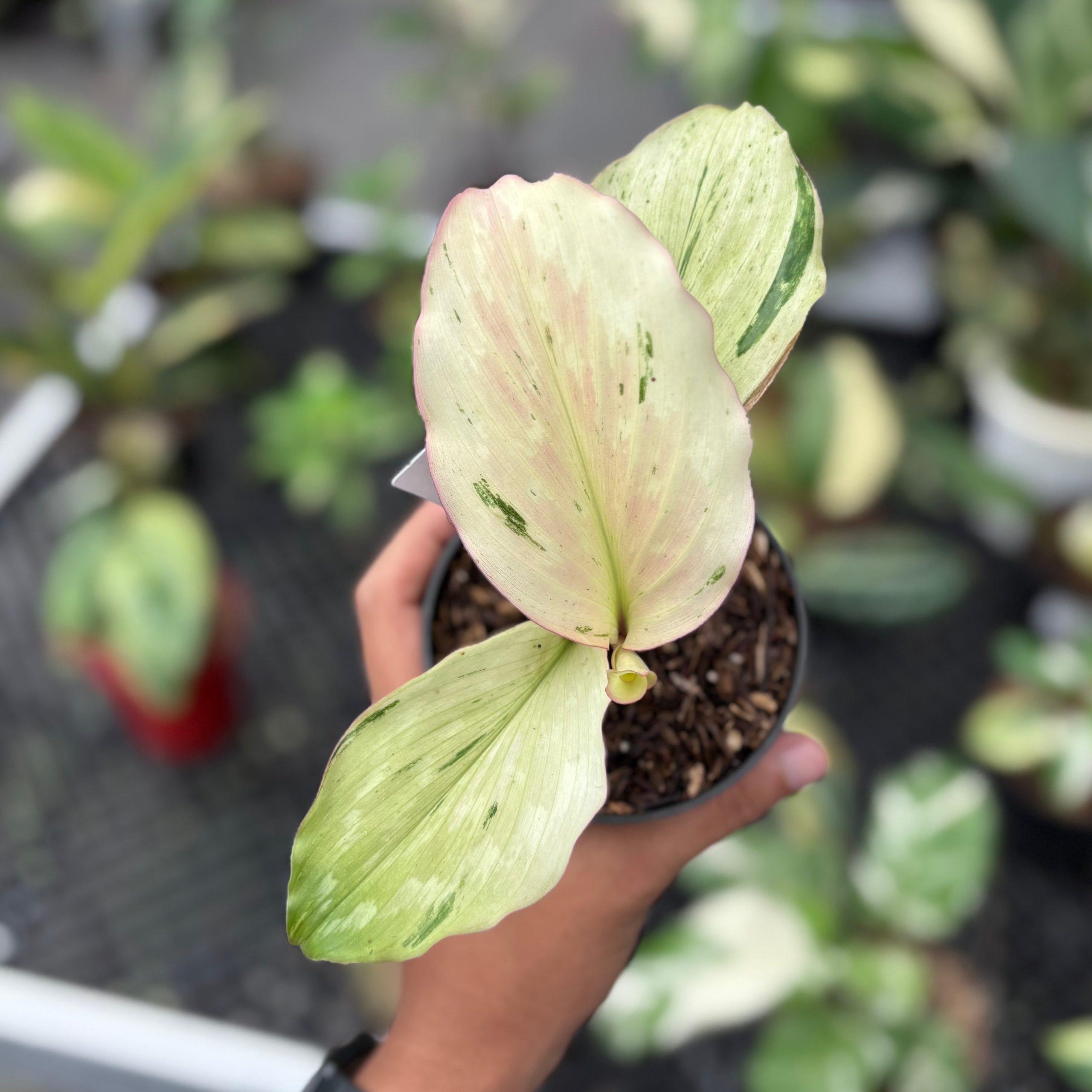 Kaempferia galanga variegated - aromatic ginger