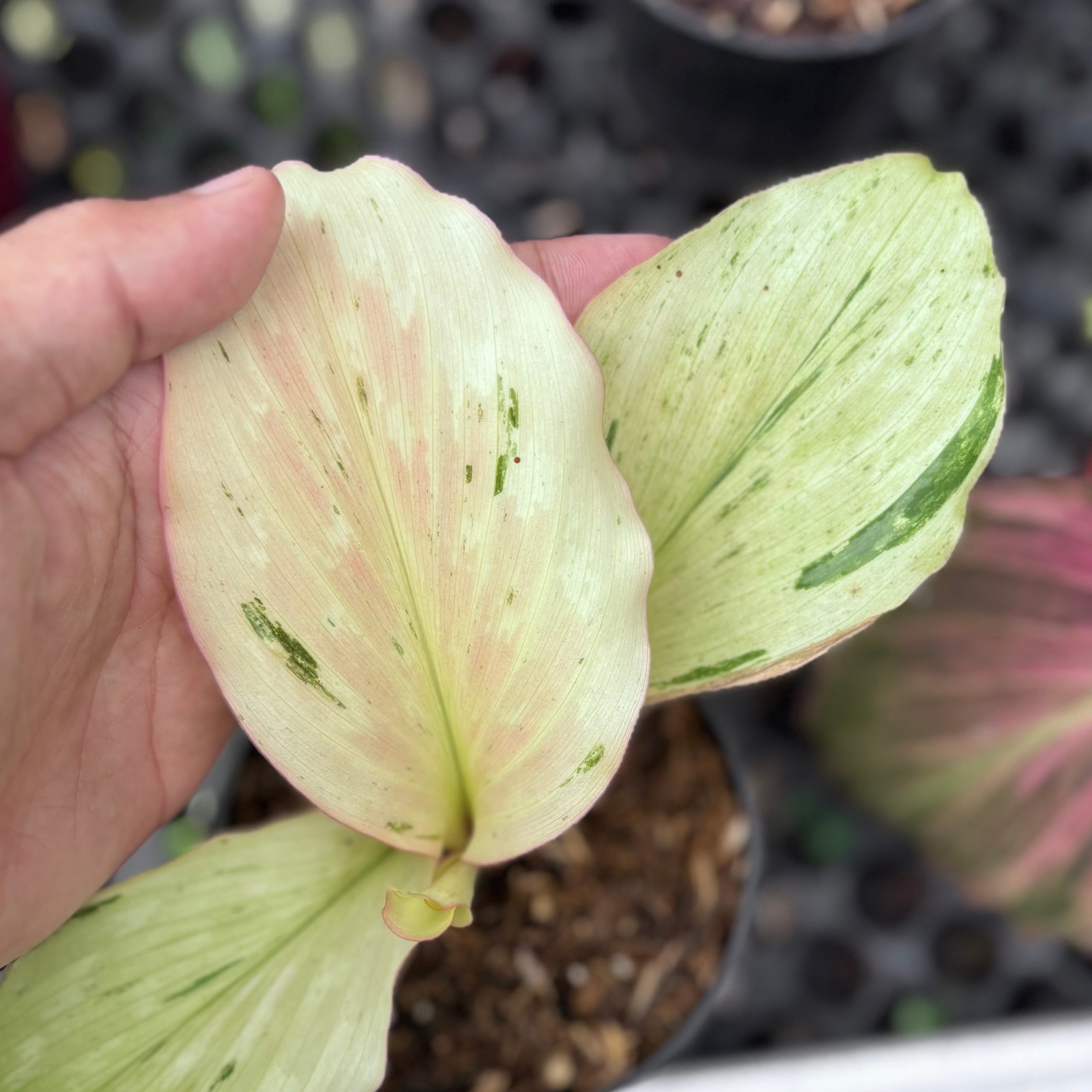 Kaempferia galanga variegated - aromatic ginger - Image 2