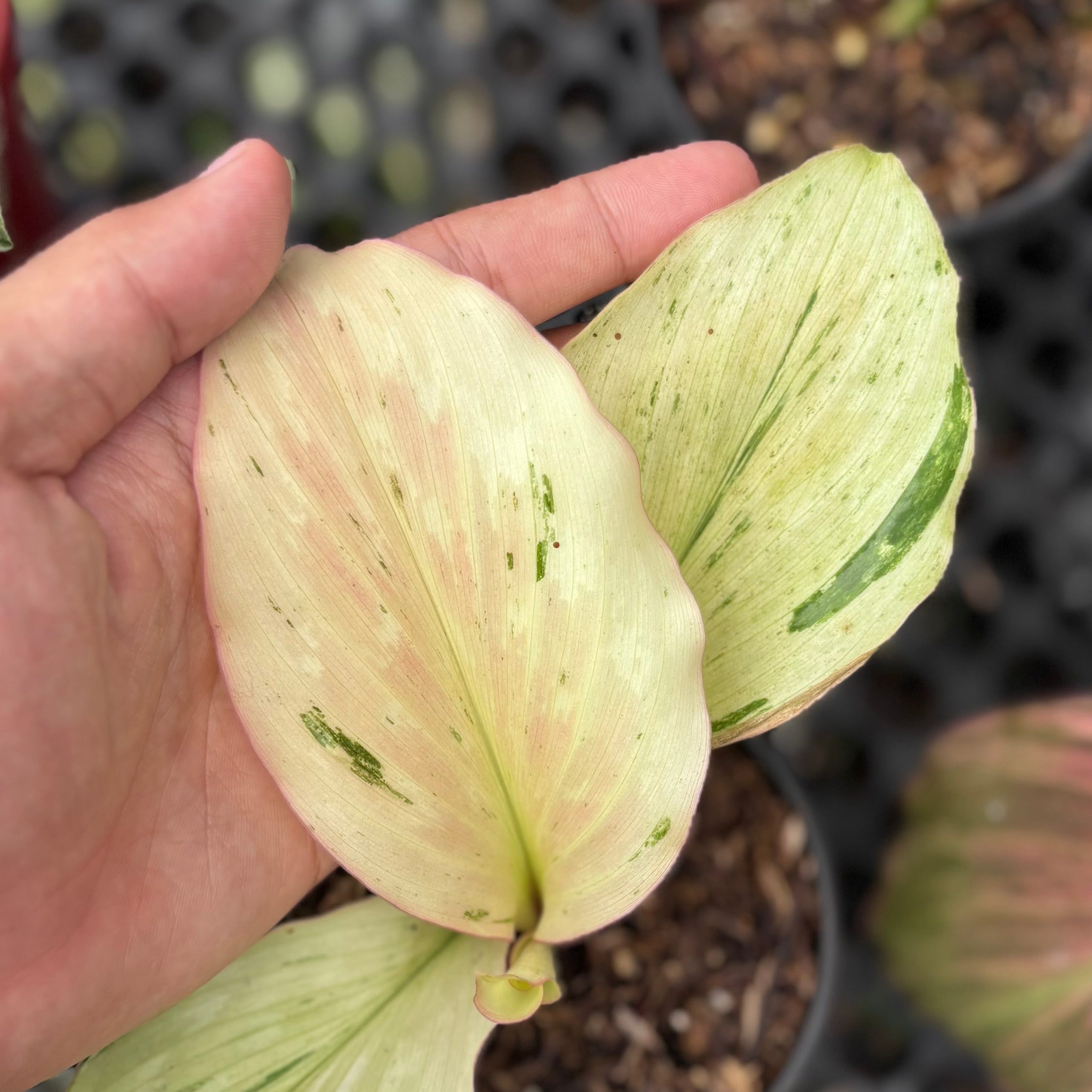 Kaempferia galanga variegated - aromatic ginger - Image 3