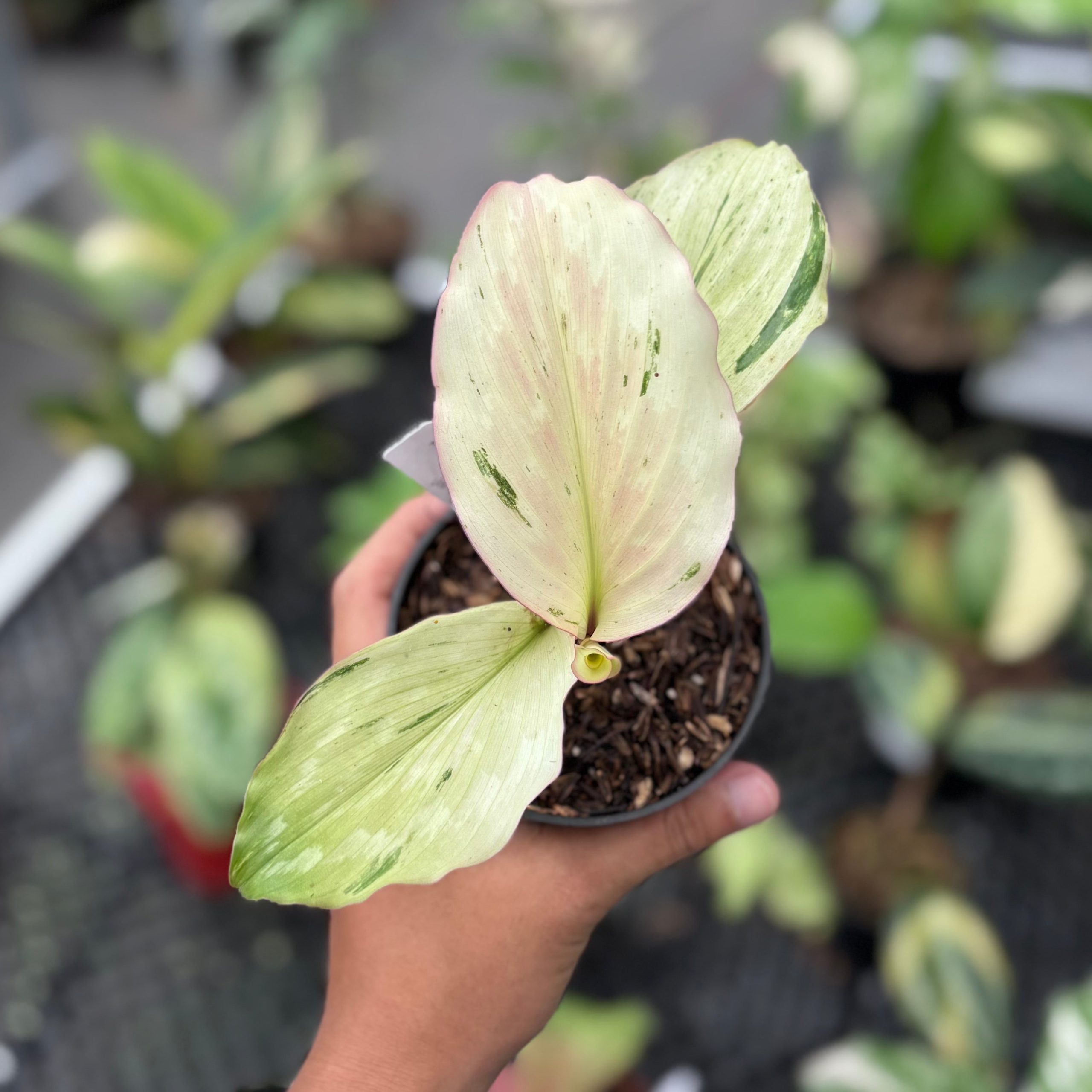 Kaempferia galanga variegated - aromatic ginger - Image 4