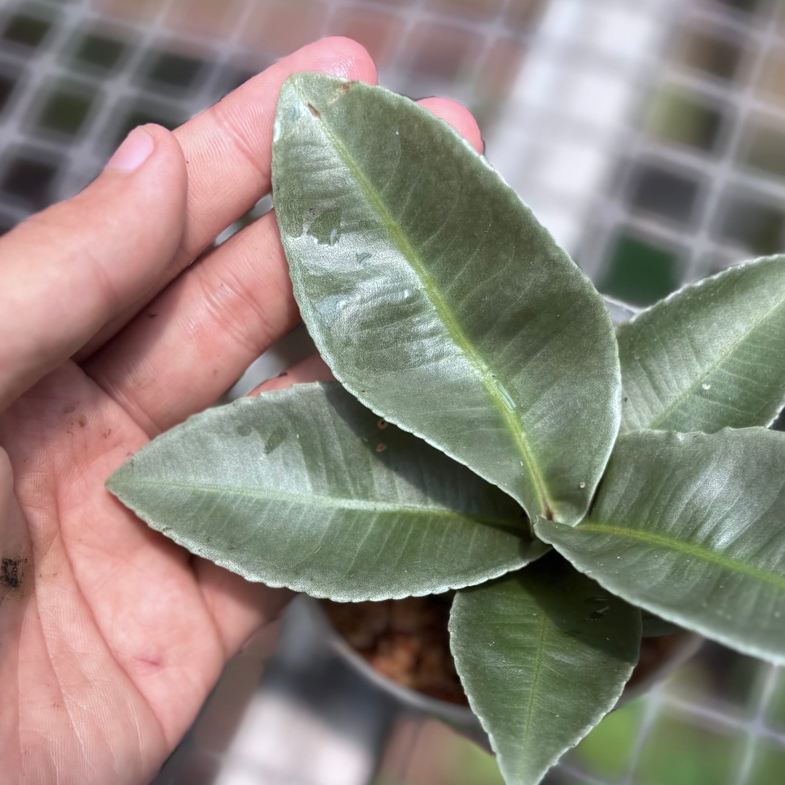 Labisia pumila silver chrome - Image 2