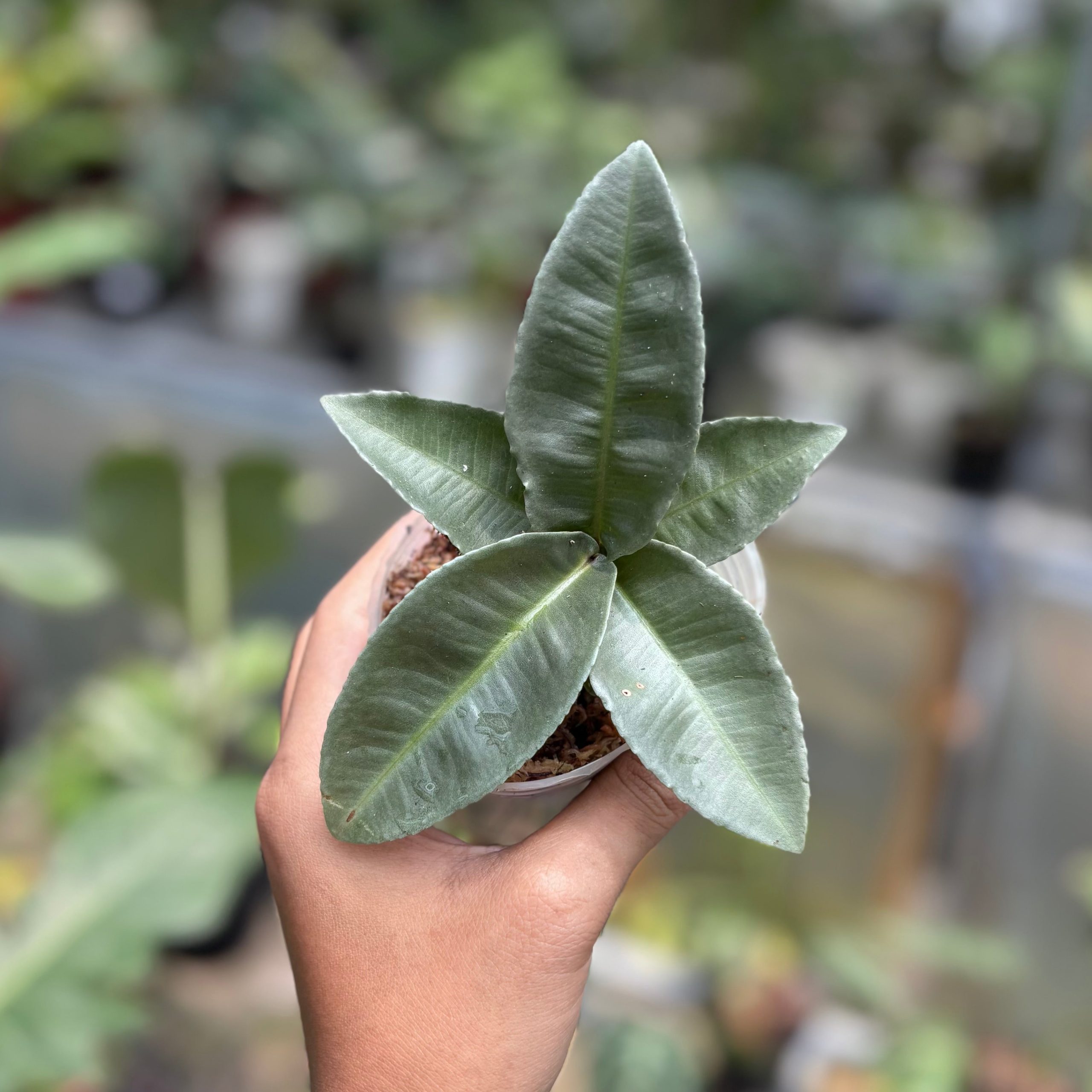 Labisia pumila silver chrome - Image 3
