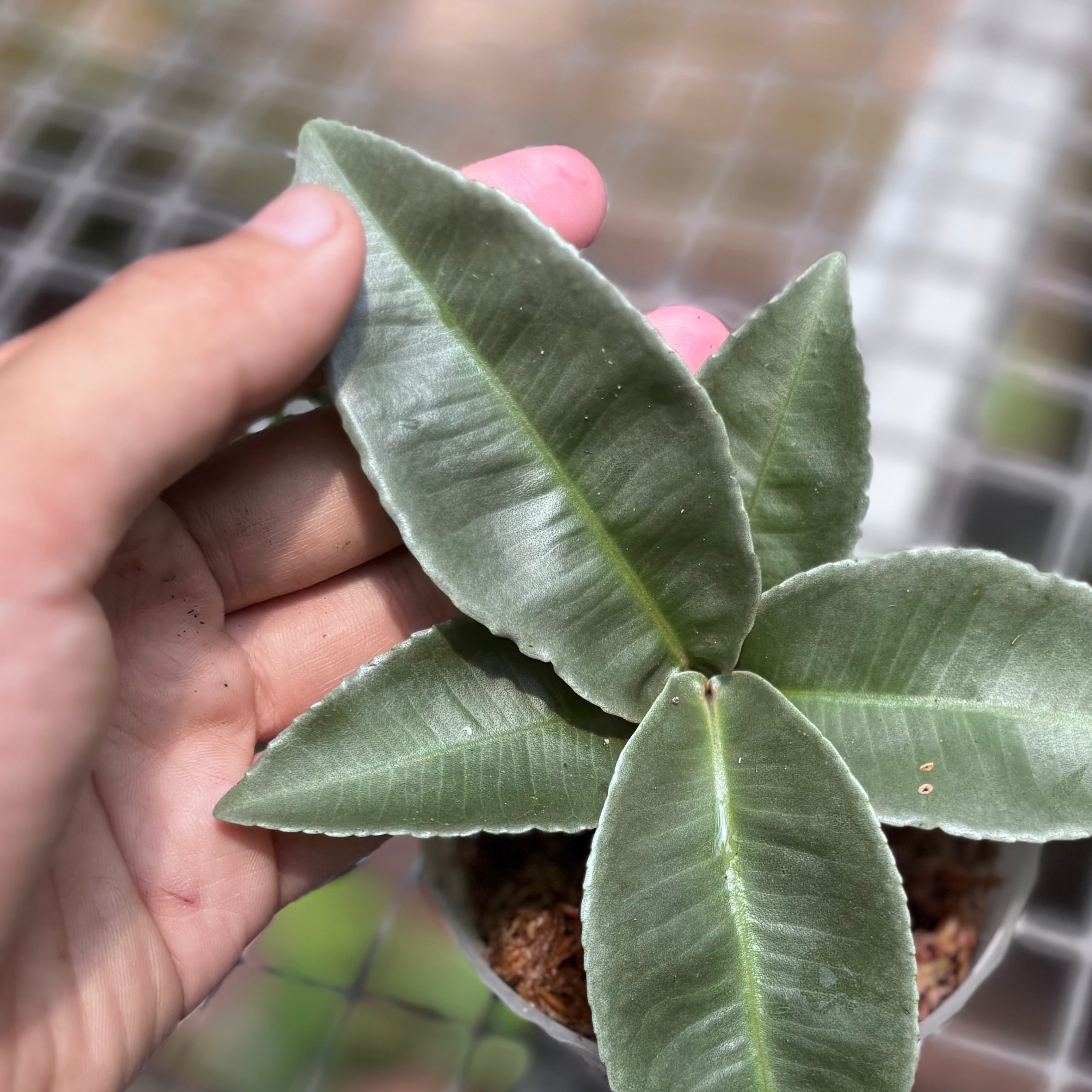 Labisia pumila silver chrome - Image 4