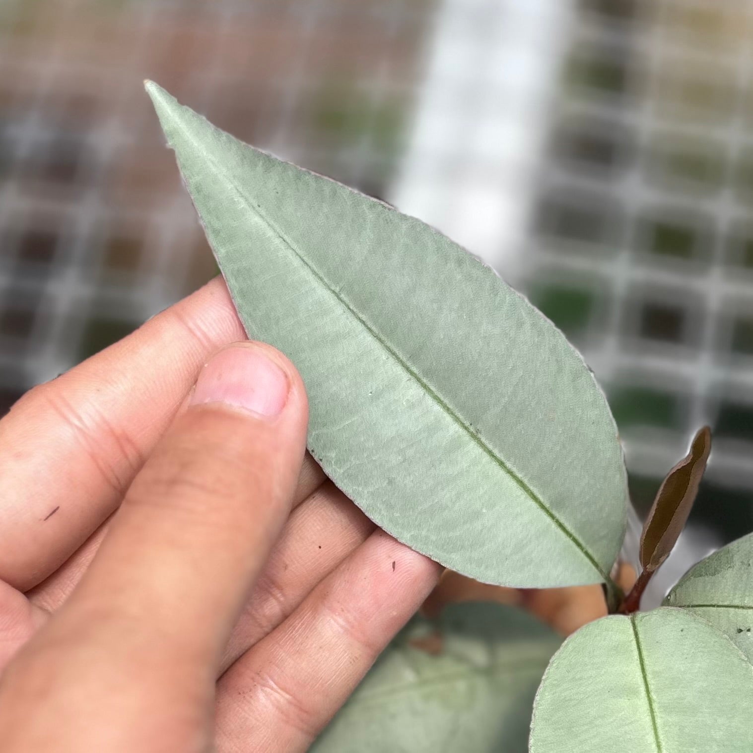 Labisia pumila silver narrow - Image 2