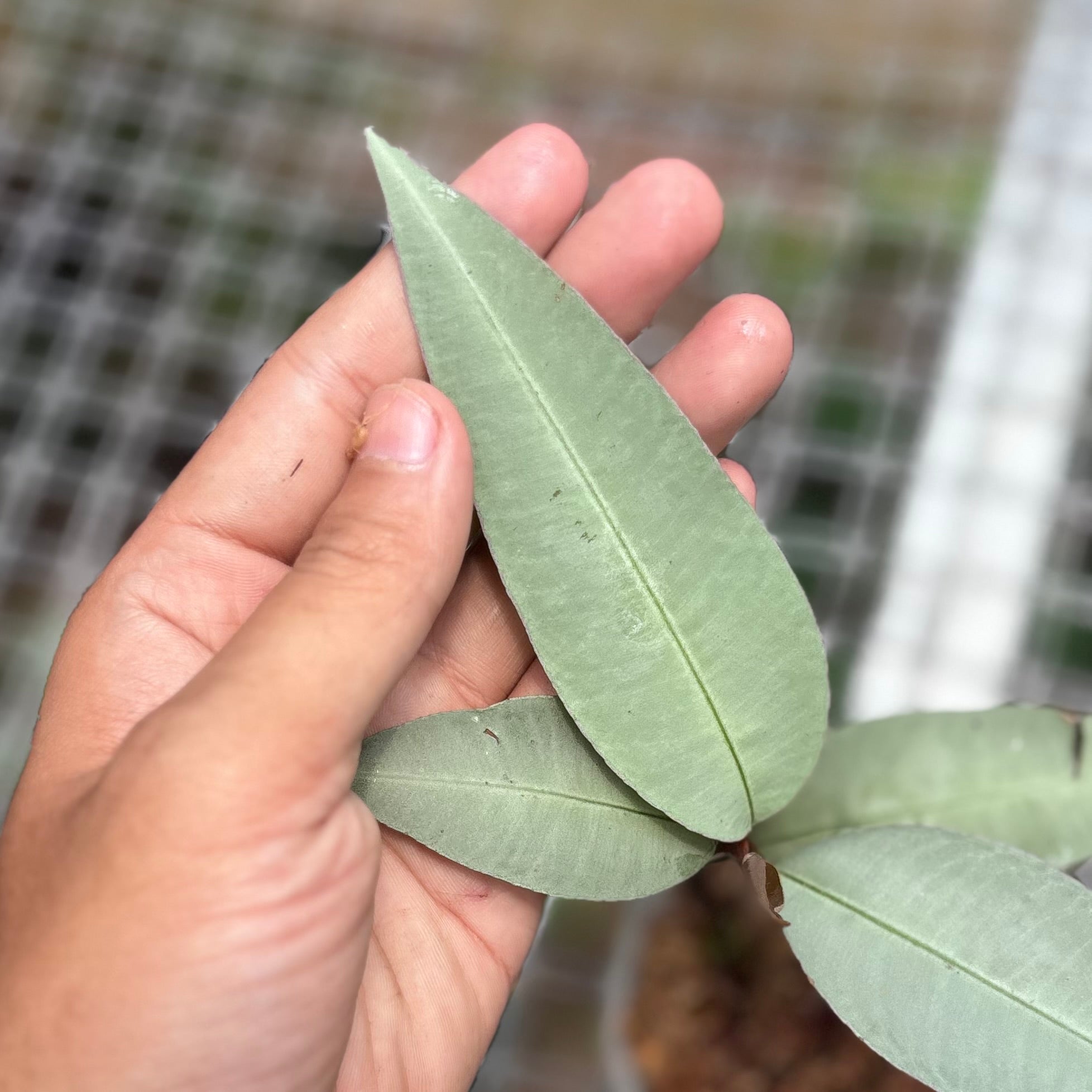 Labisia pumila silver narrow - Image 3