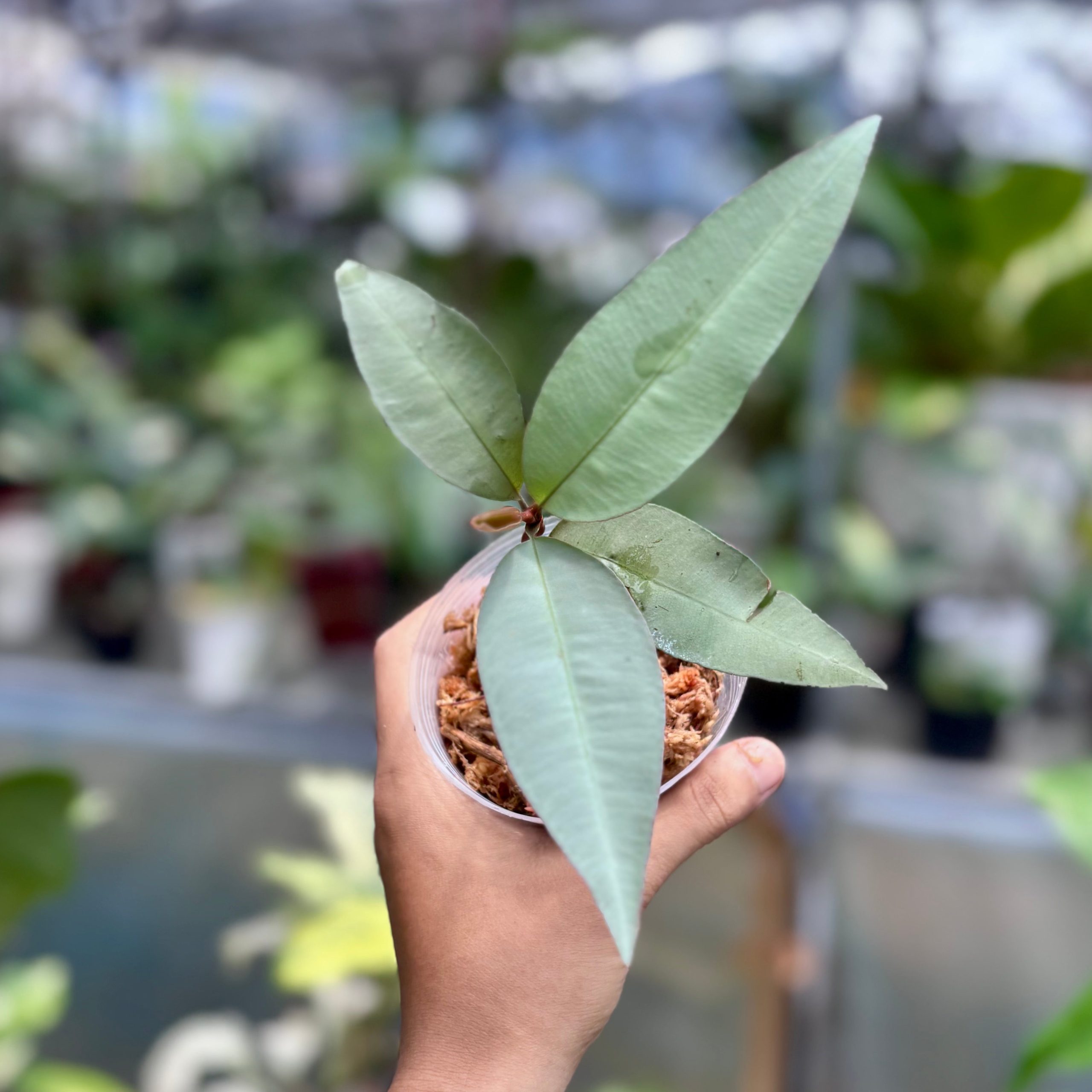 Labisia pumila silver narrow - Image 4