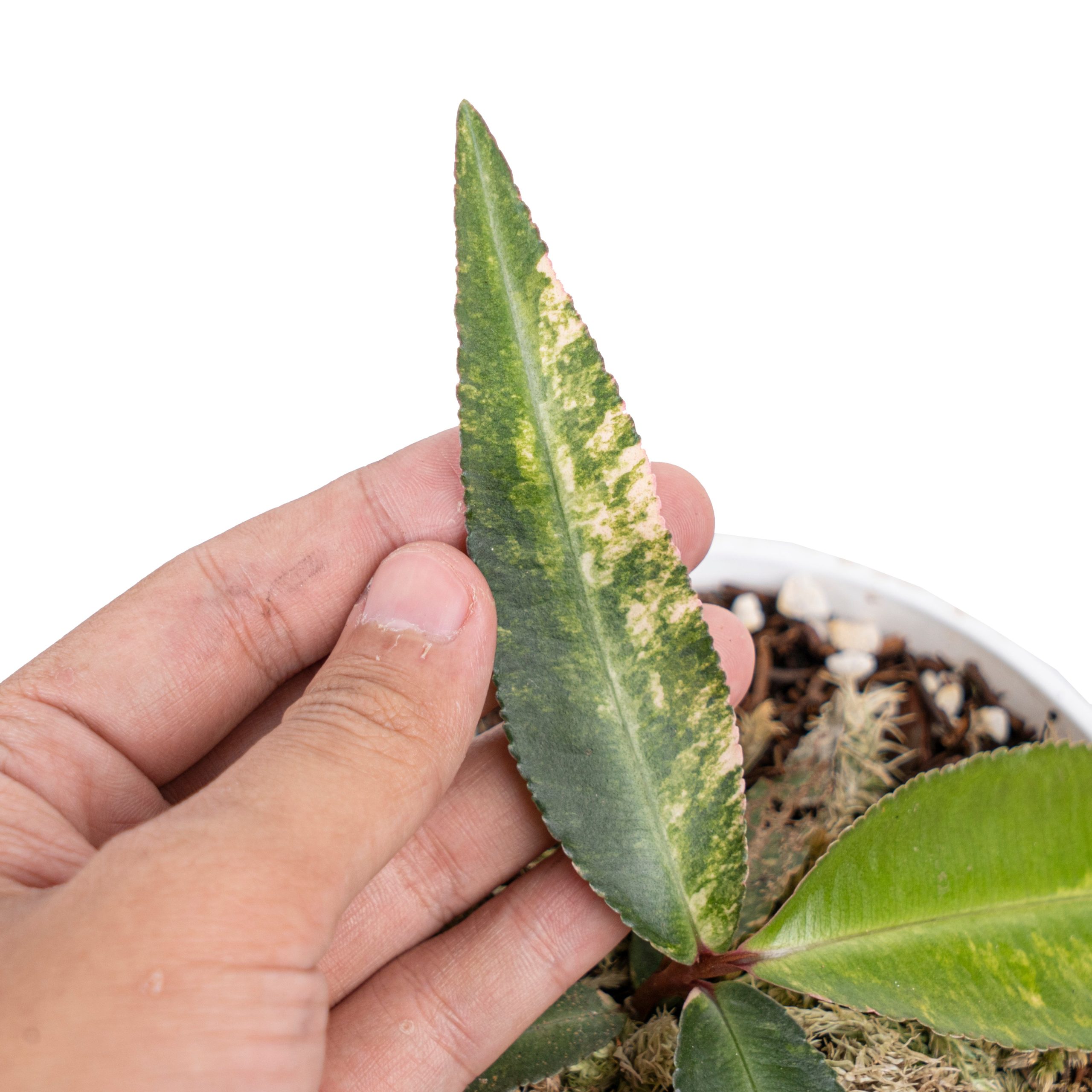 Labisia pumila variegated - Image 2