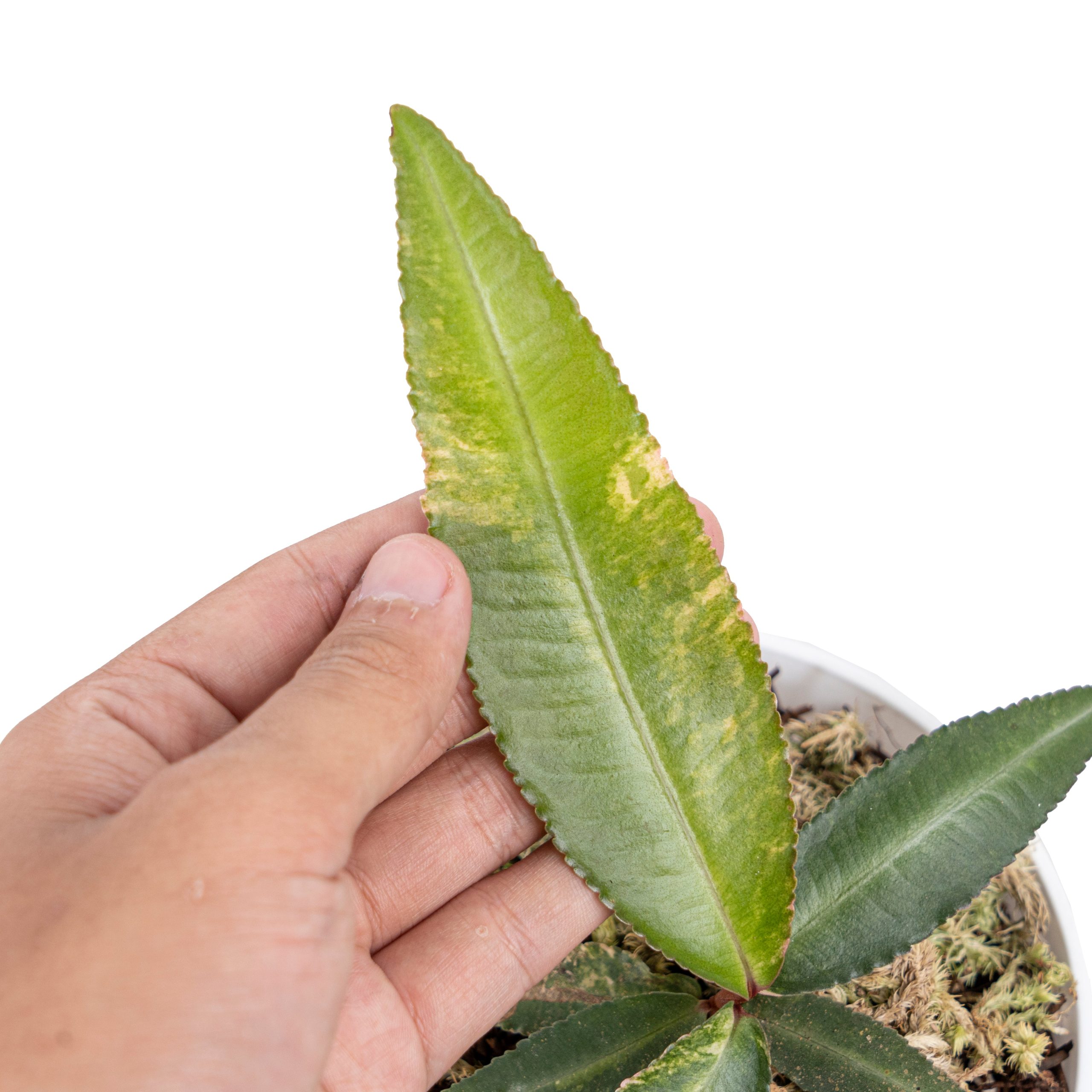 Labisia pumila variegated - Image 3