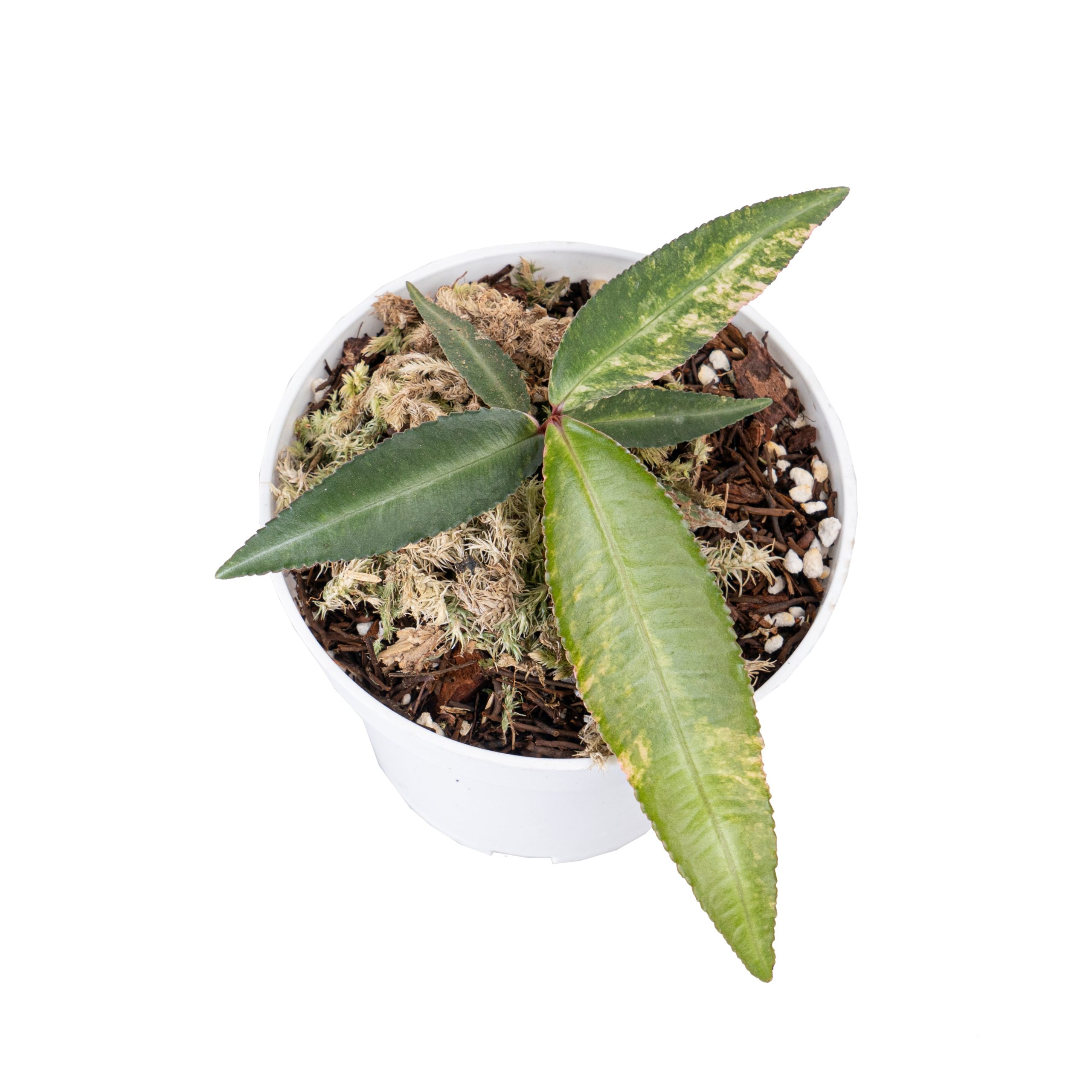 Labisia pumila variegated - Image 4