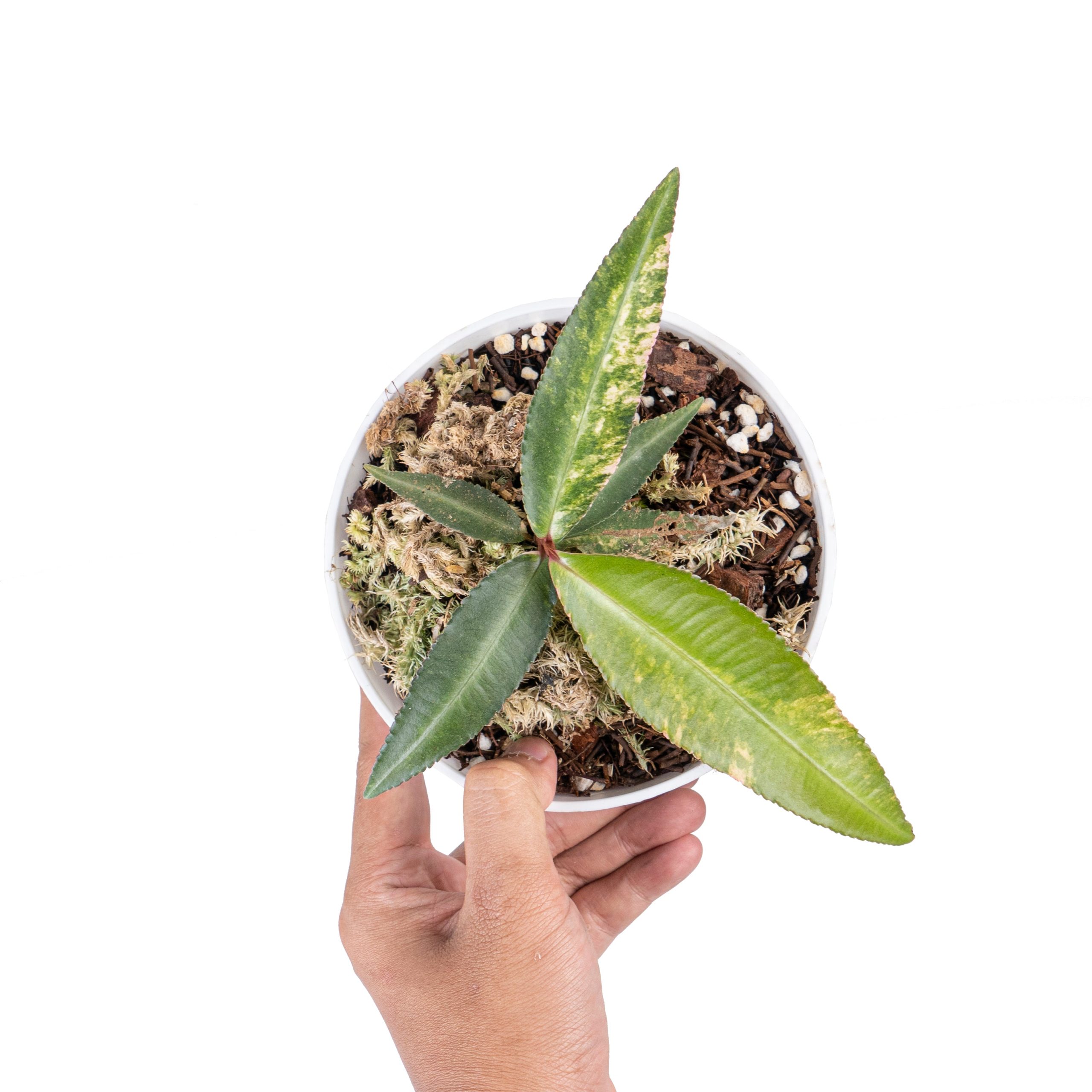 Labisia pumila variegated - Image 5