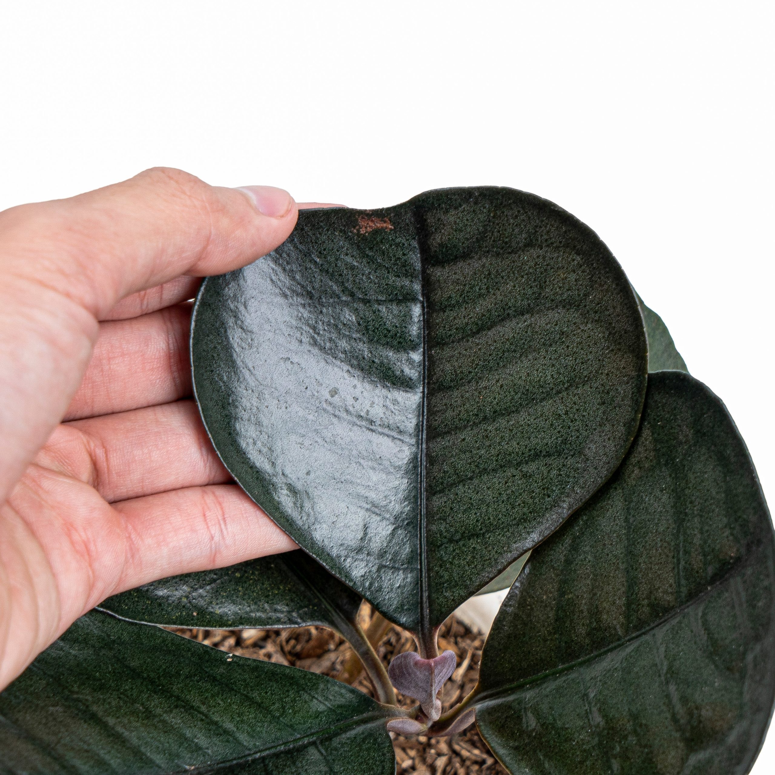 Labisia Sp Black Love - Image 2