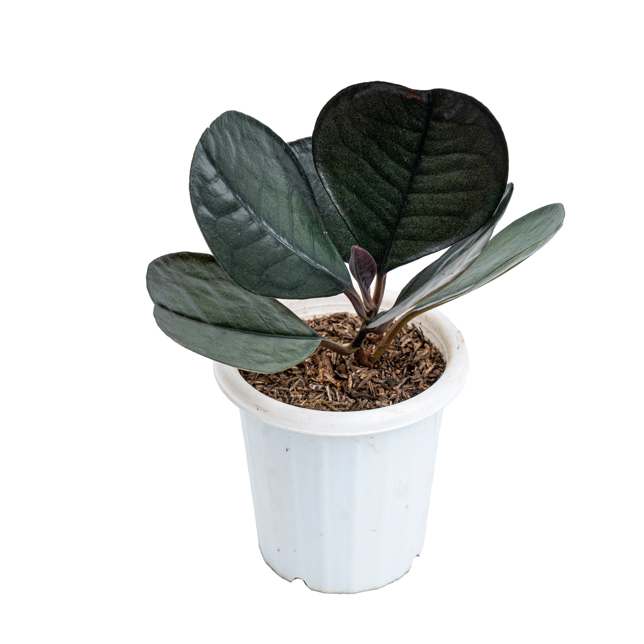 Labisia Sp Black Love - Image 3